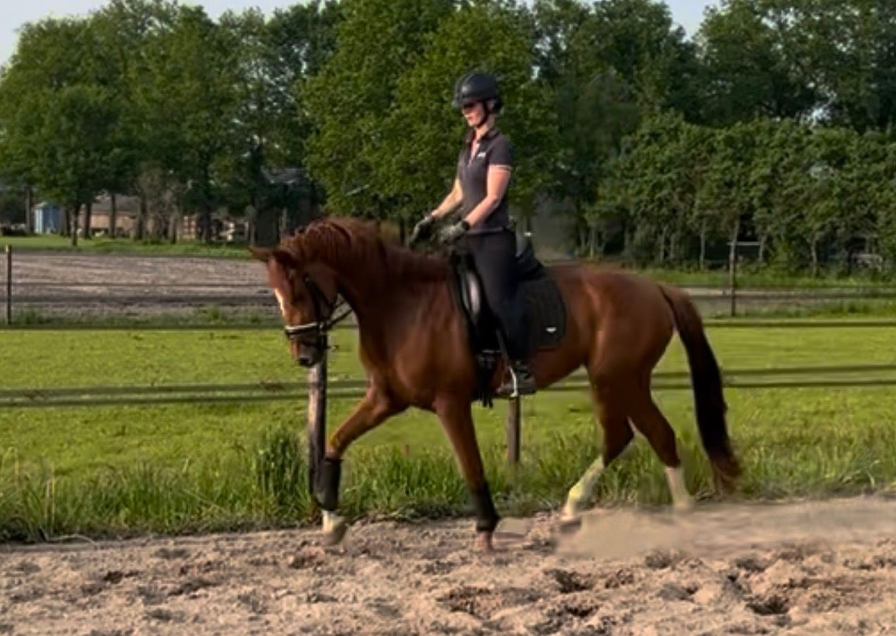 oldenburg dressuurpaard merrie 6 år vos till salu - Foto 2