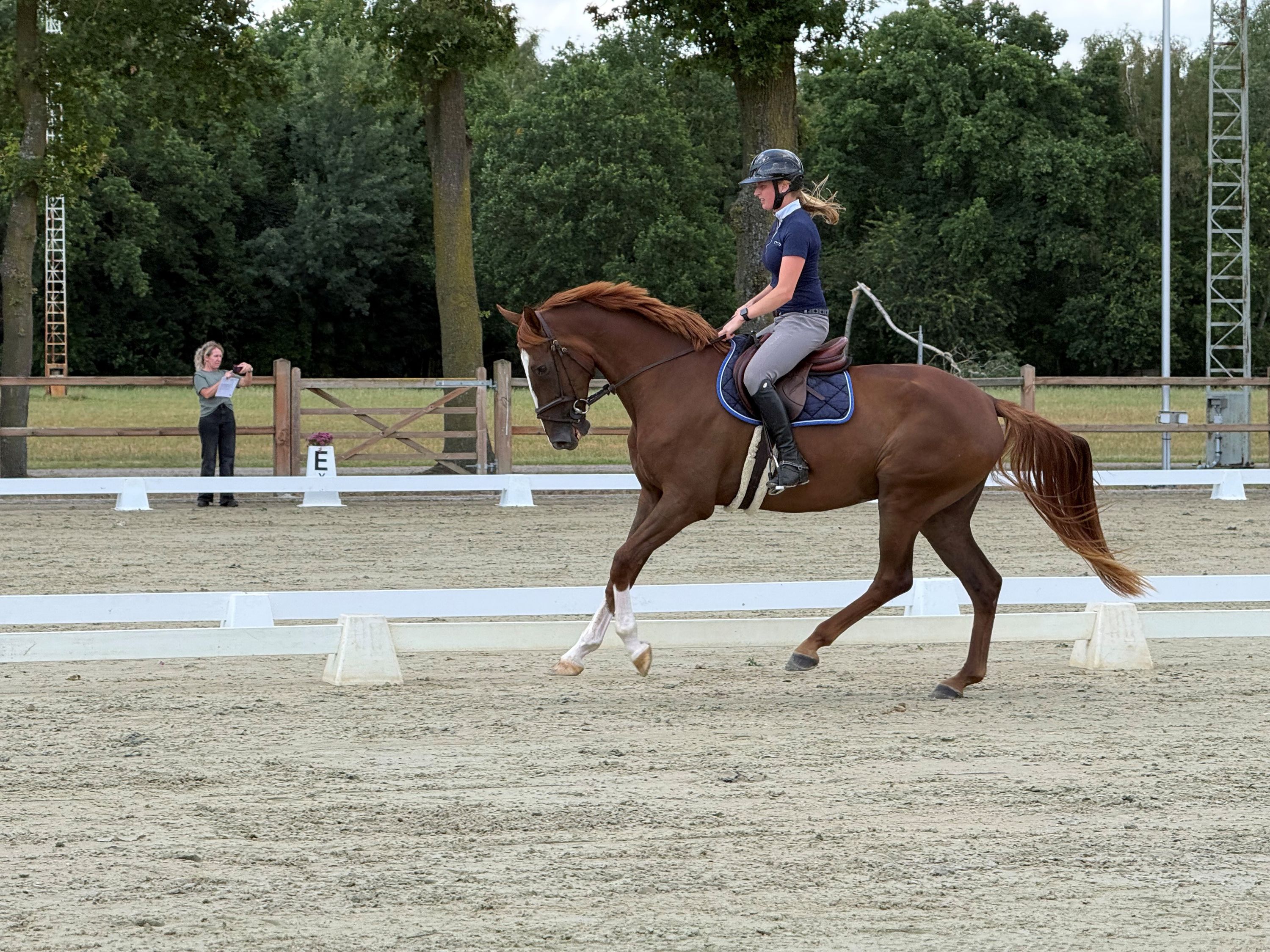 kwpn springpaard ruin 4 år vos til salgs - Foto 3