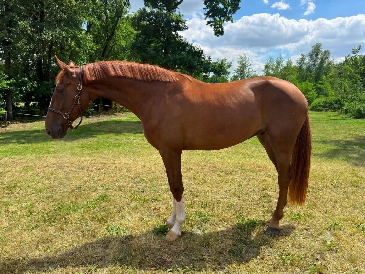 kwpn springpaard ruin 4 år vos til salgs - Foto 4