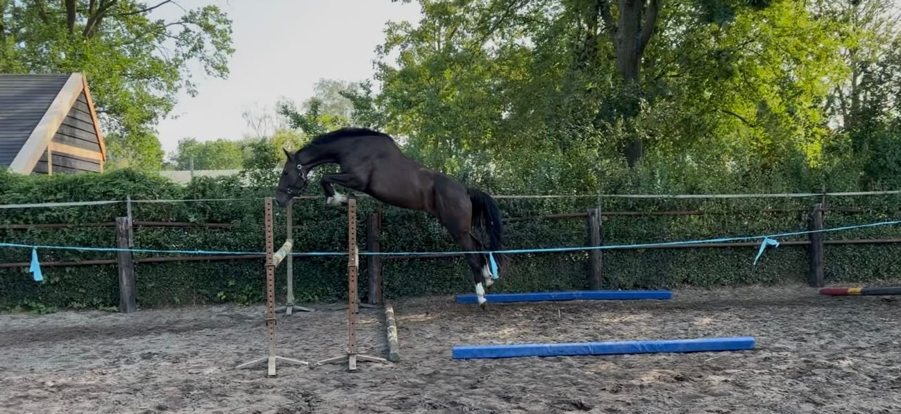 zangersheide paard merrie 4 år donkerbruin til salgs - Foto 3