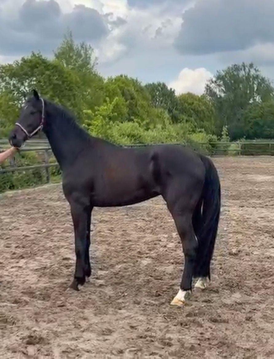 Te koop een mooie grote 4 jarige zwarte ruin