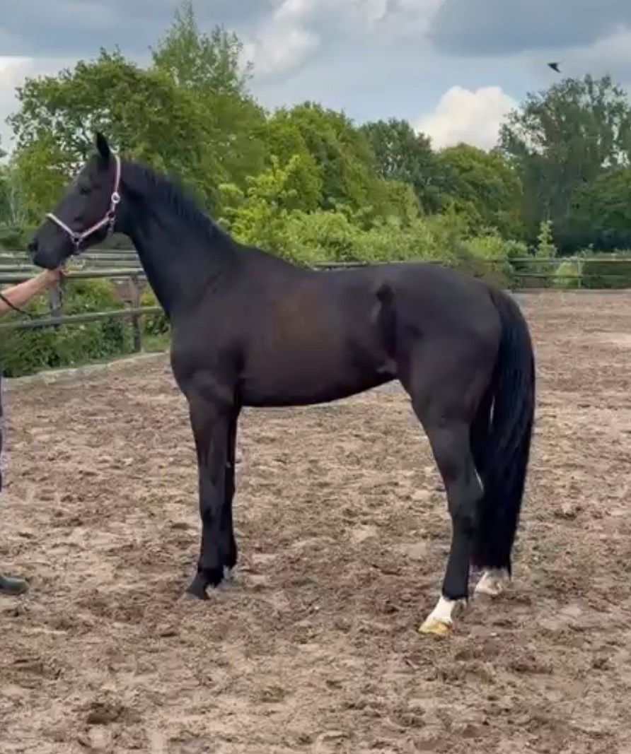 kwpn dressuurpaard ruin 4 år zwart til salgs - Foto 2