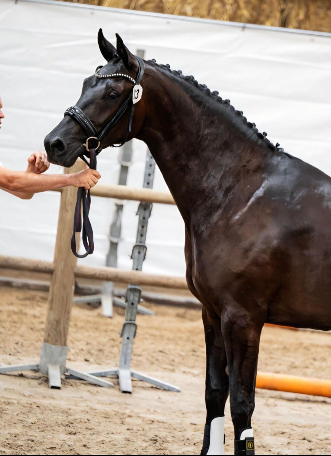 kwpn dressuurpaard merrie 4 years old for sale - Photo 2