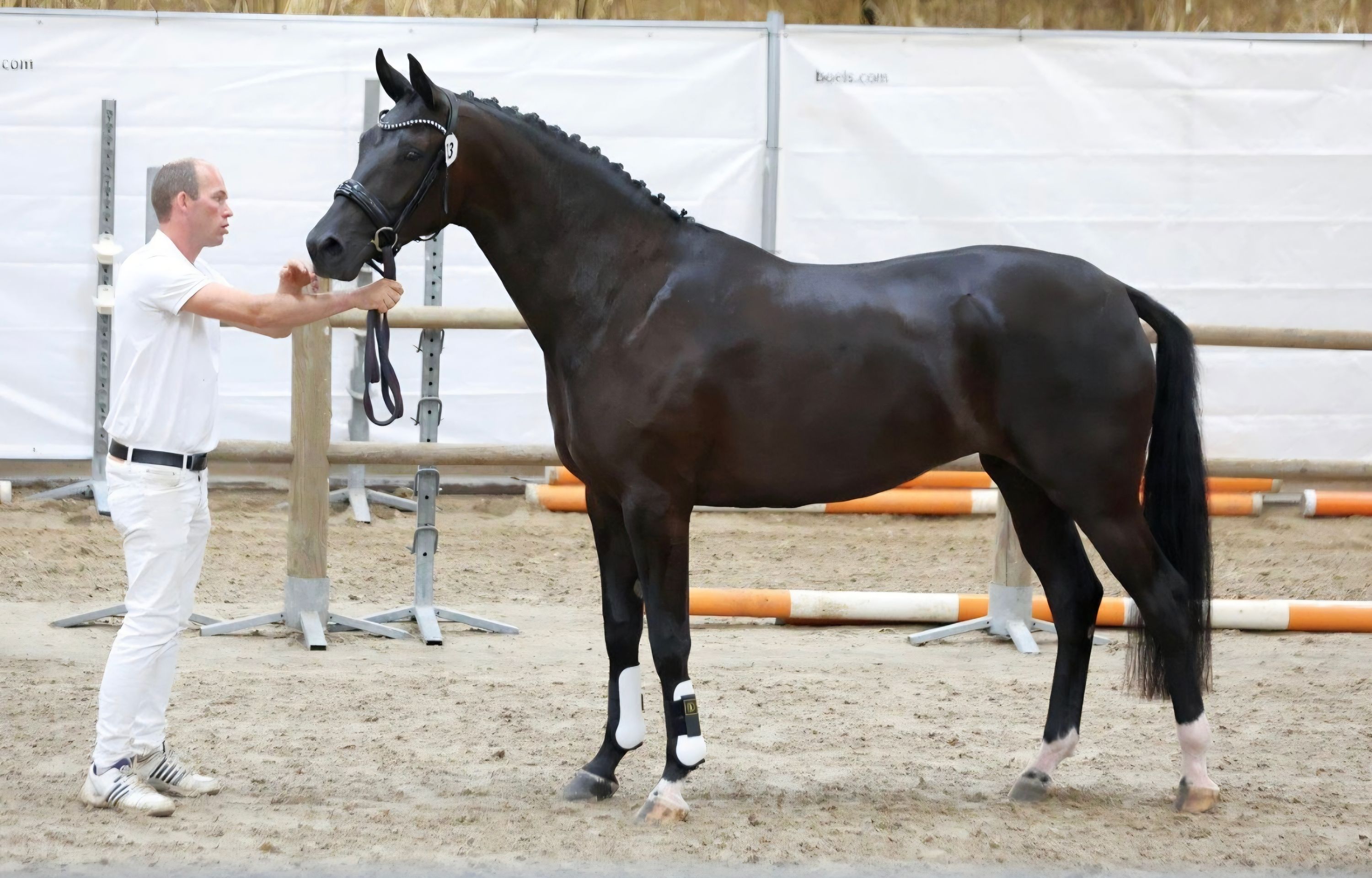 kwpn dressuurpaard merrie 4 years old for sale - Photo 3