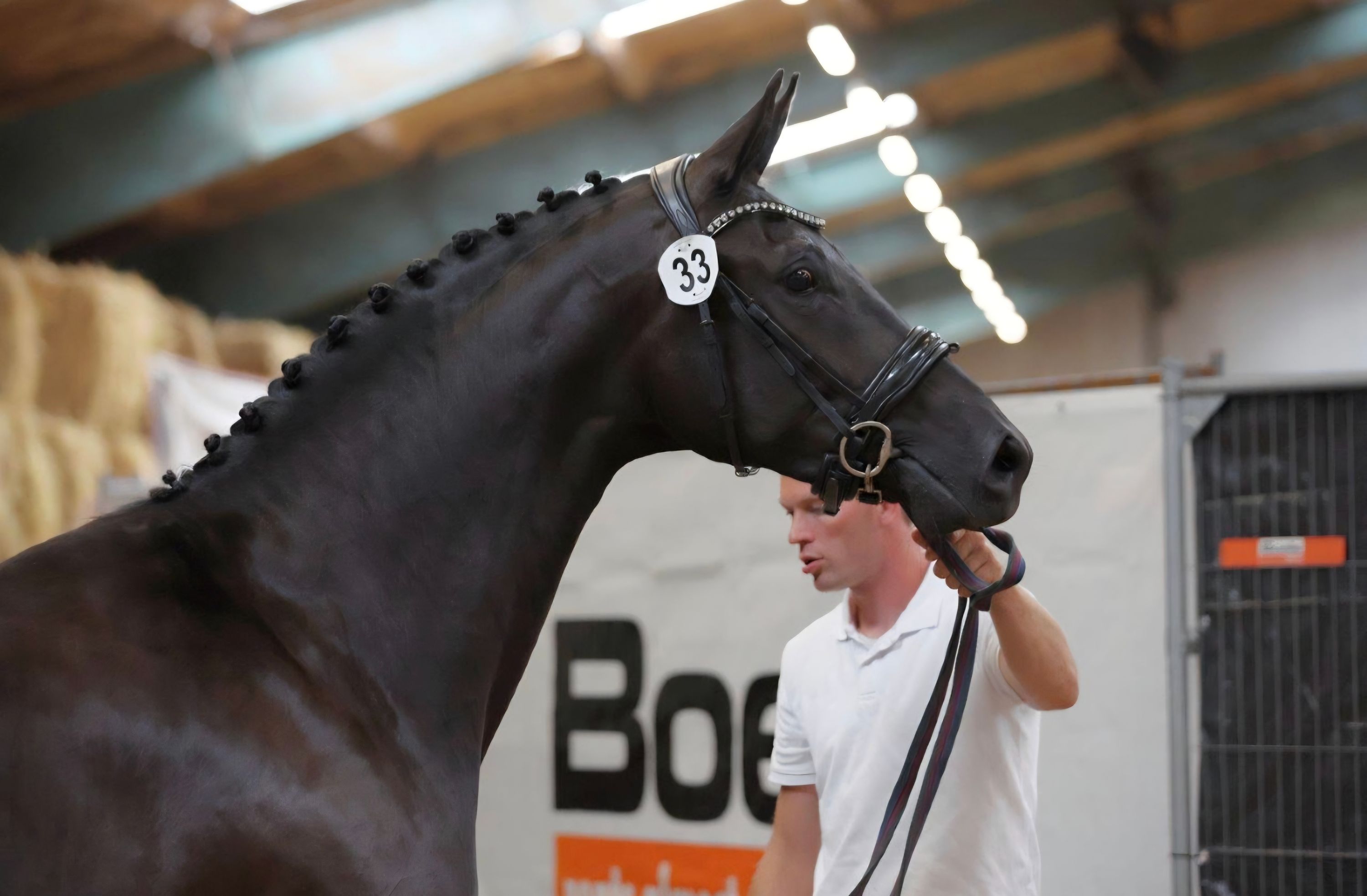kwpn dressuurpaard merrie 4 years old for sale - Photo 4