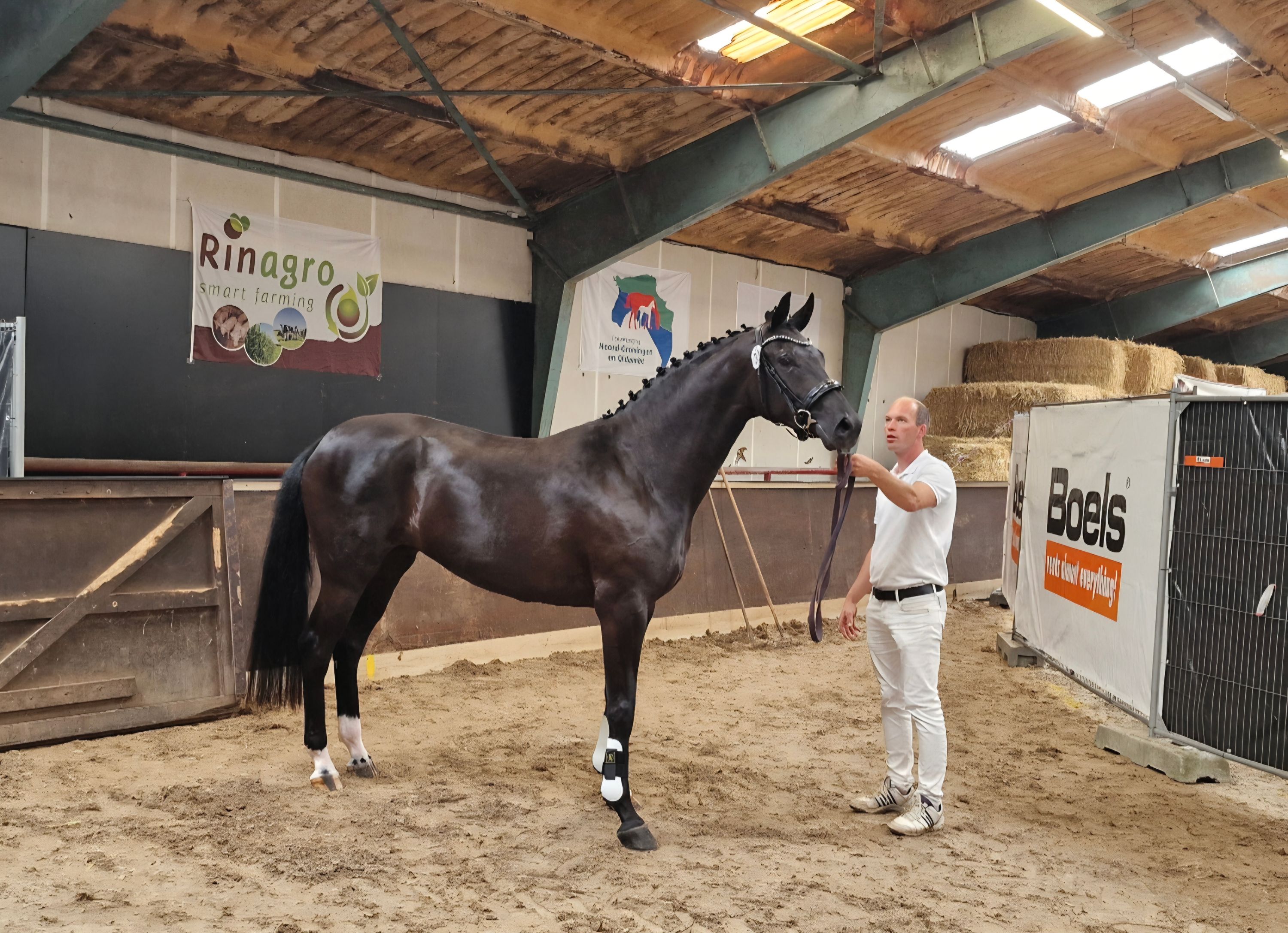 kwpn dressuurpaard merrie 4 years old for sale - Photo 6
