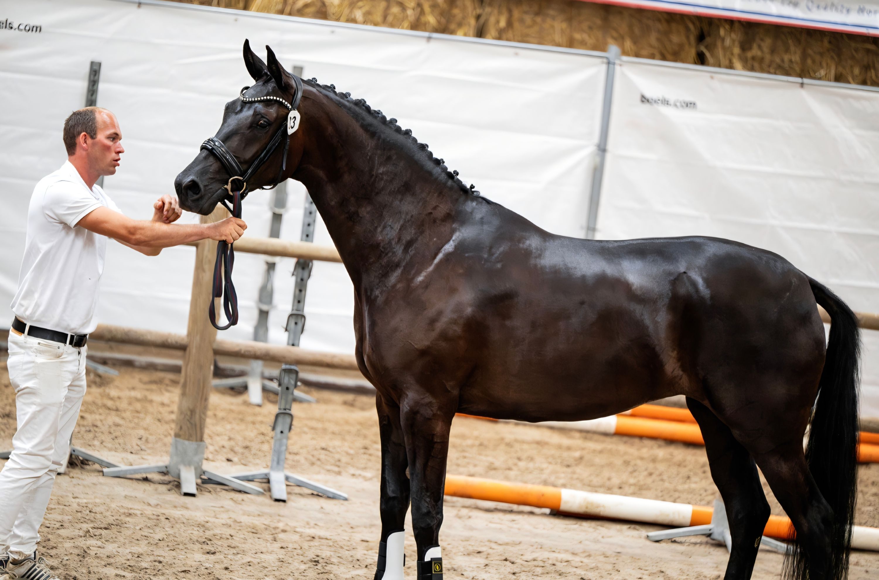 kwpn dressuurpaard merrie 4 years old for sale - Photo 5