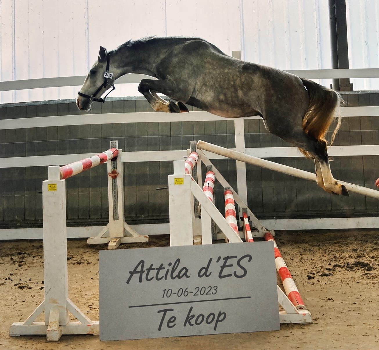 Promissor cavalo de salto de 3 anos, filho de Carrera VDL