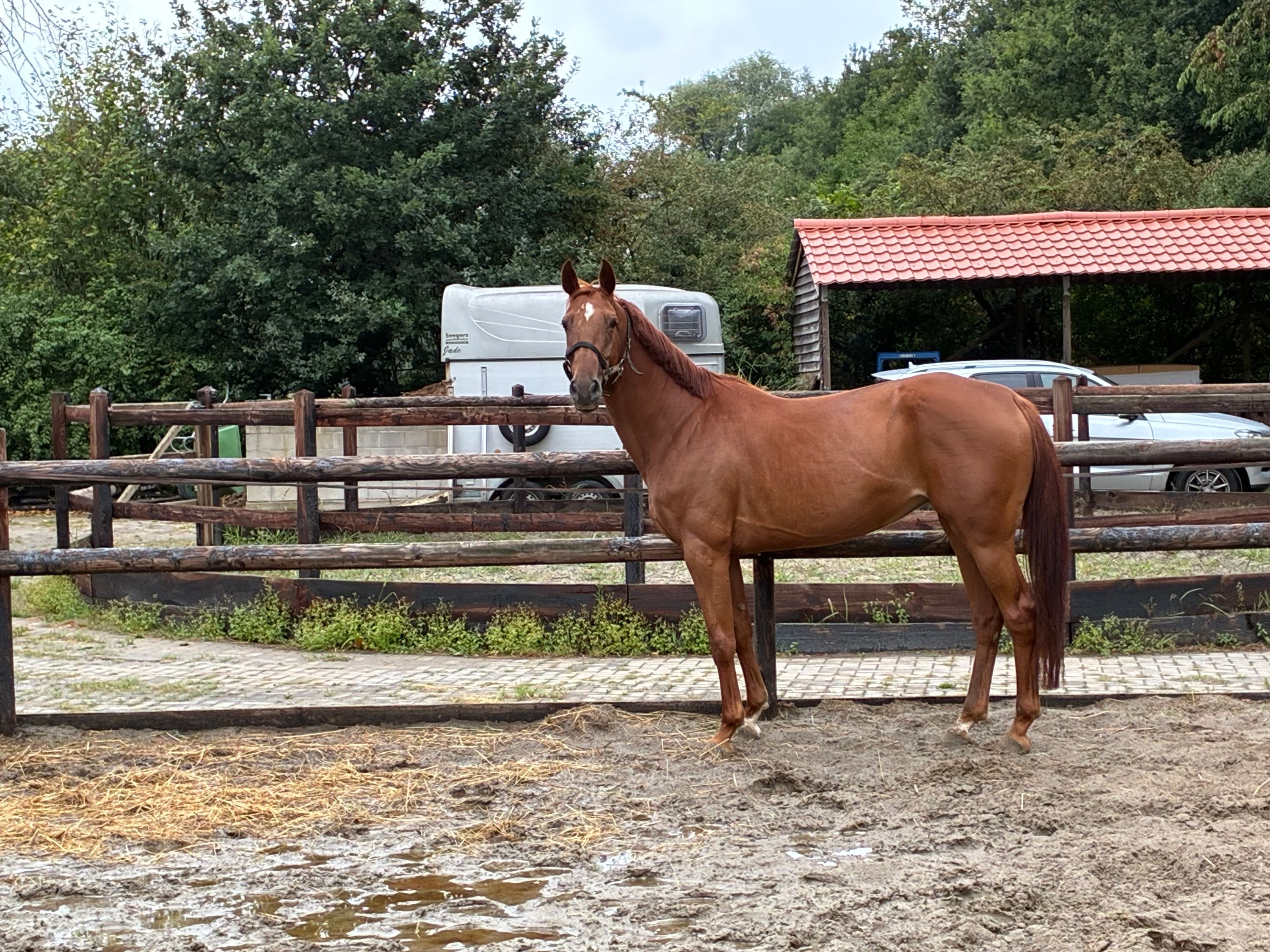 kwpn fokmerrie merrie 5 rokov vos na predaj - Foto 2