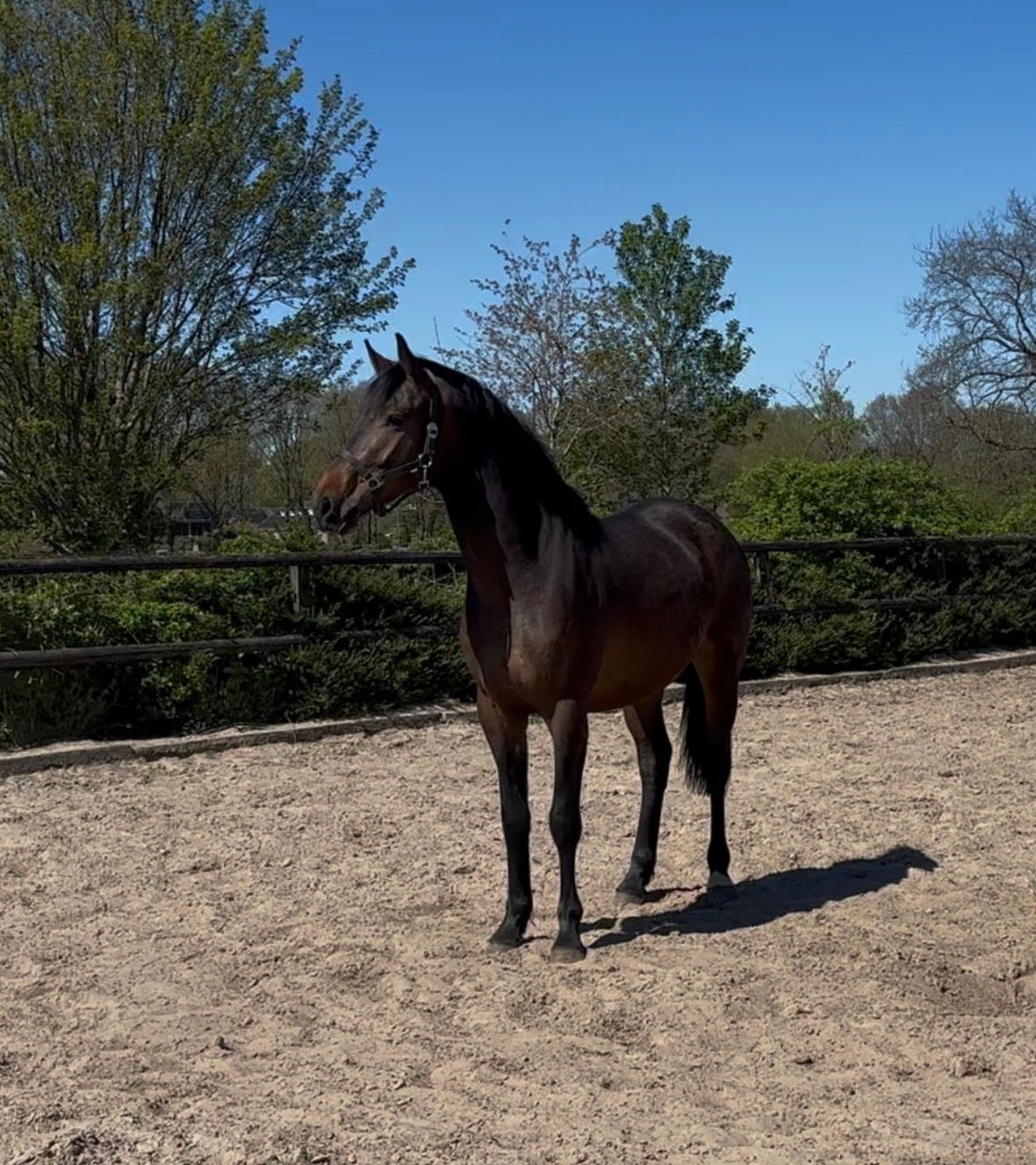 kwpn dressuurpaard ruin 3 jaar donkerbruin te koop - Foto 2