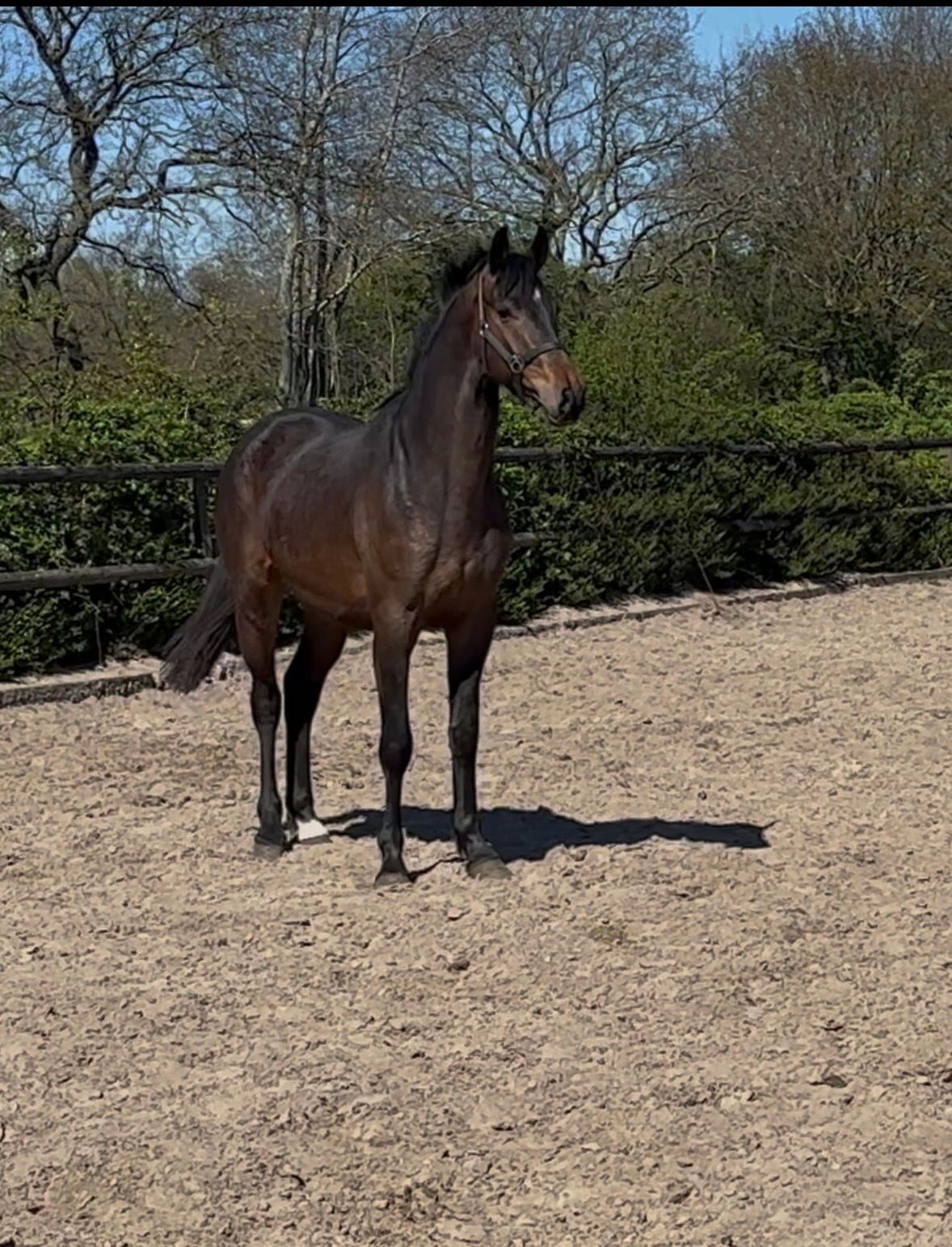 kwpn dressuurpaard ruin 3 jaar donkerbruin te koop - Foto 3
