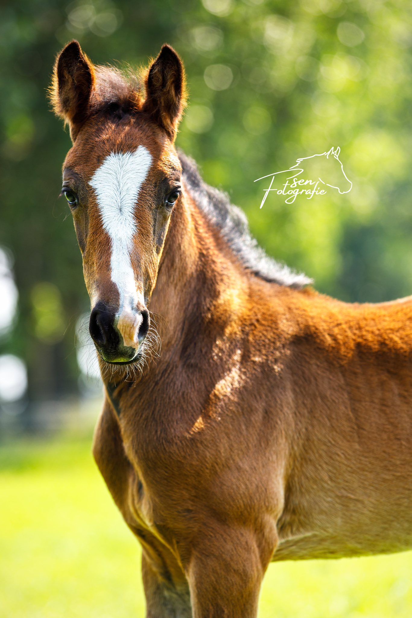 kwpn springpaard merrie 3 jaar donkerbruin te koop - Foto 3