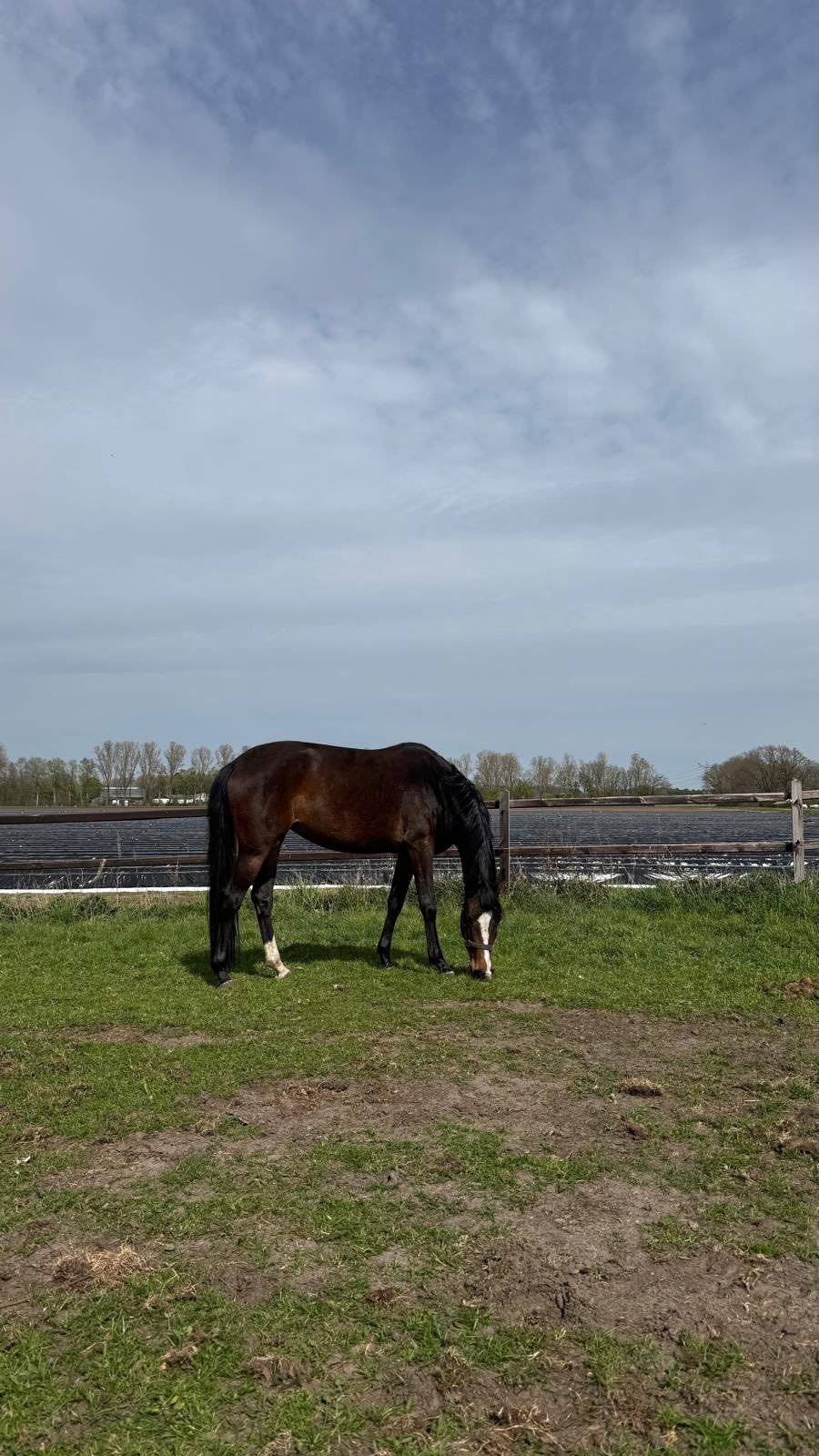 kwpn springpaard merrie 3 jaar donkerbruin te koop - Foto 2