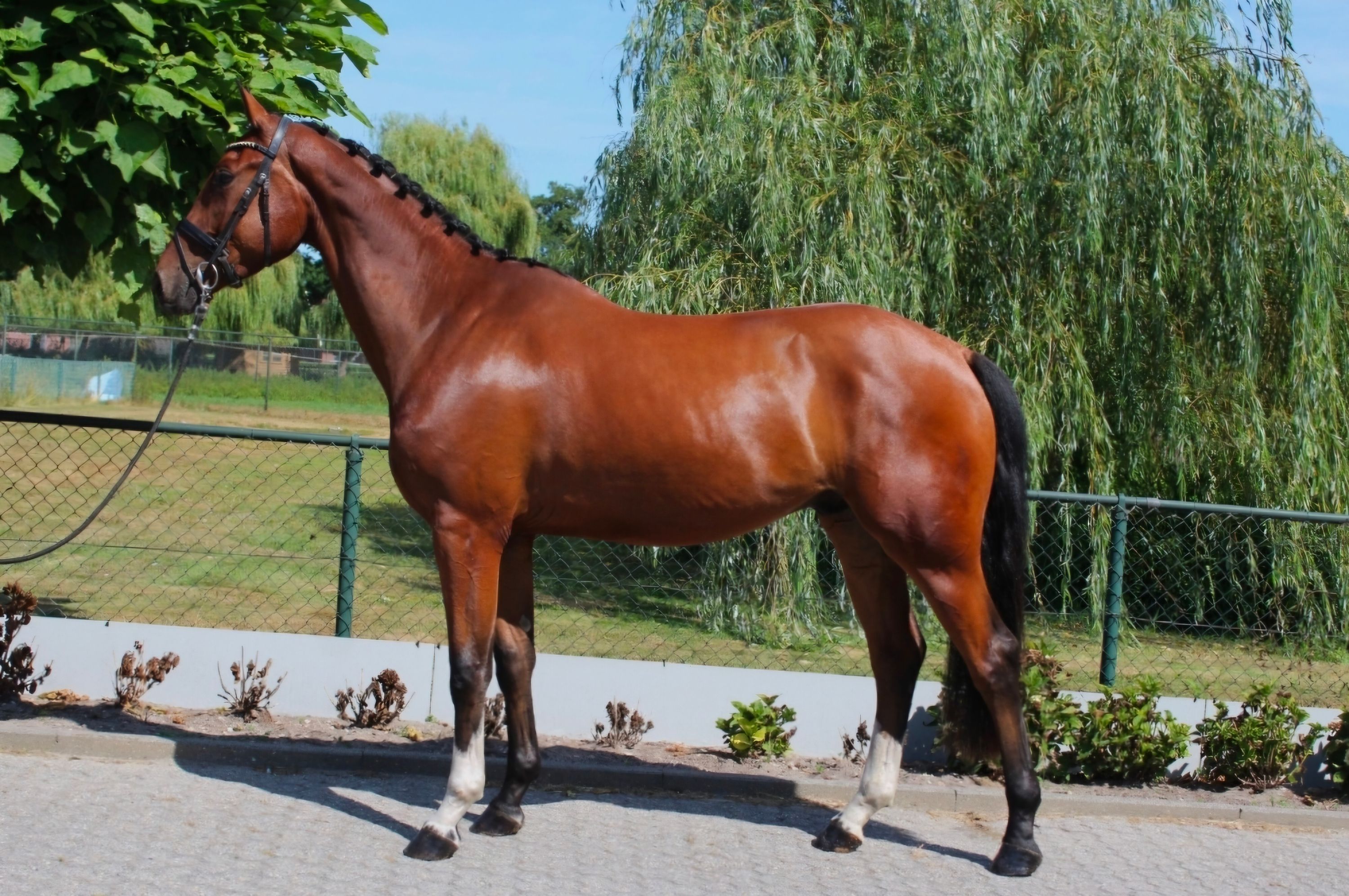 kwpn springpaard ruin 3 岁 bruin 出售 - 照片 2