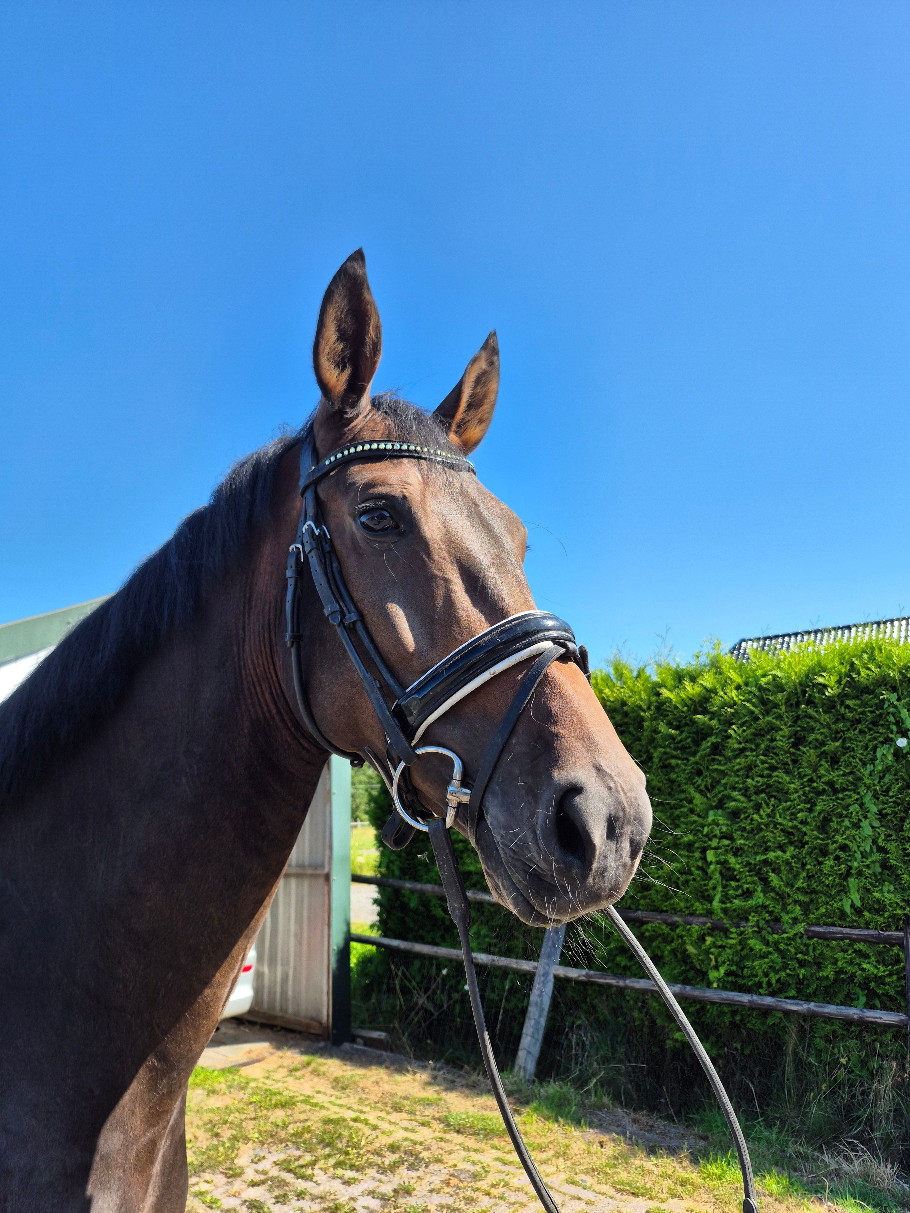 kwpn dressuurpaard merrie 5 岁 bruin 出售 - 照片 4