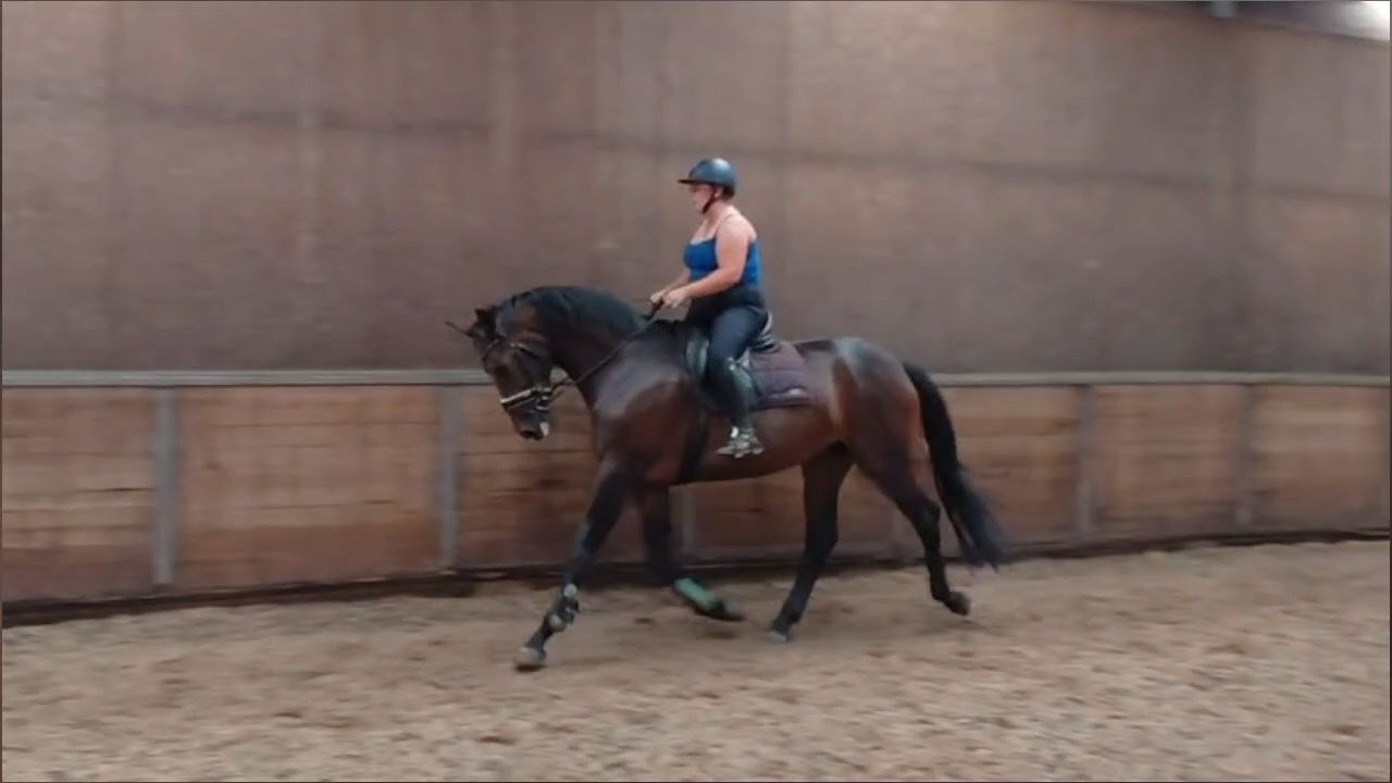 kwpn dressuurpaard merrie 5 岁 bruin 出售 - 照片 2