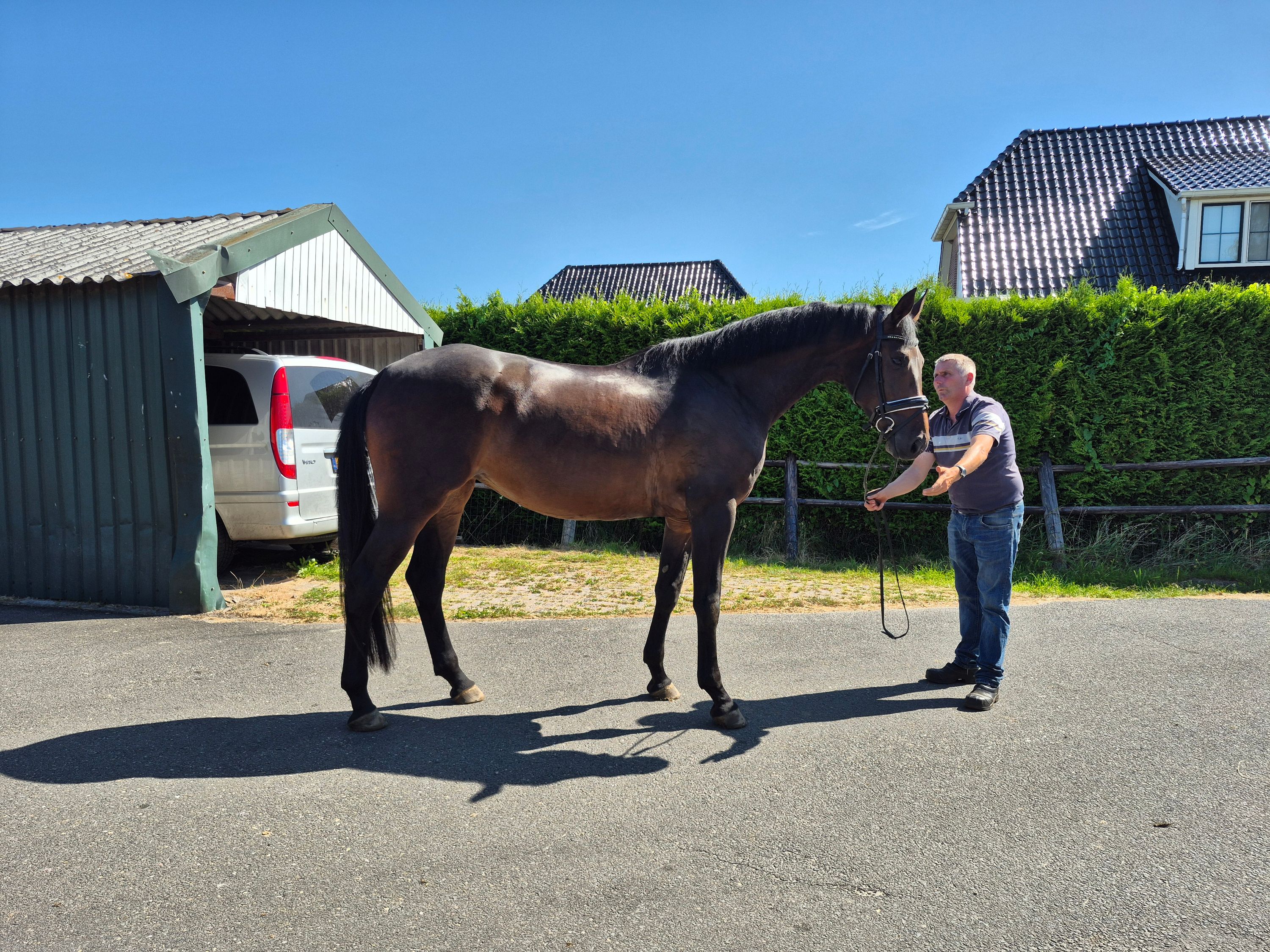 kwpn dressuurpaard merrie 5 岁 bruin 出售 - 照片 3