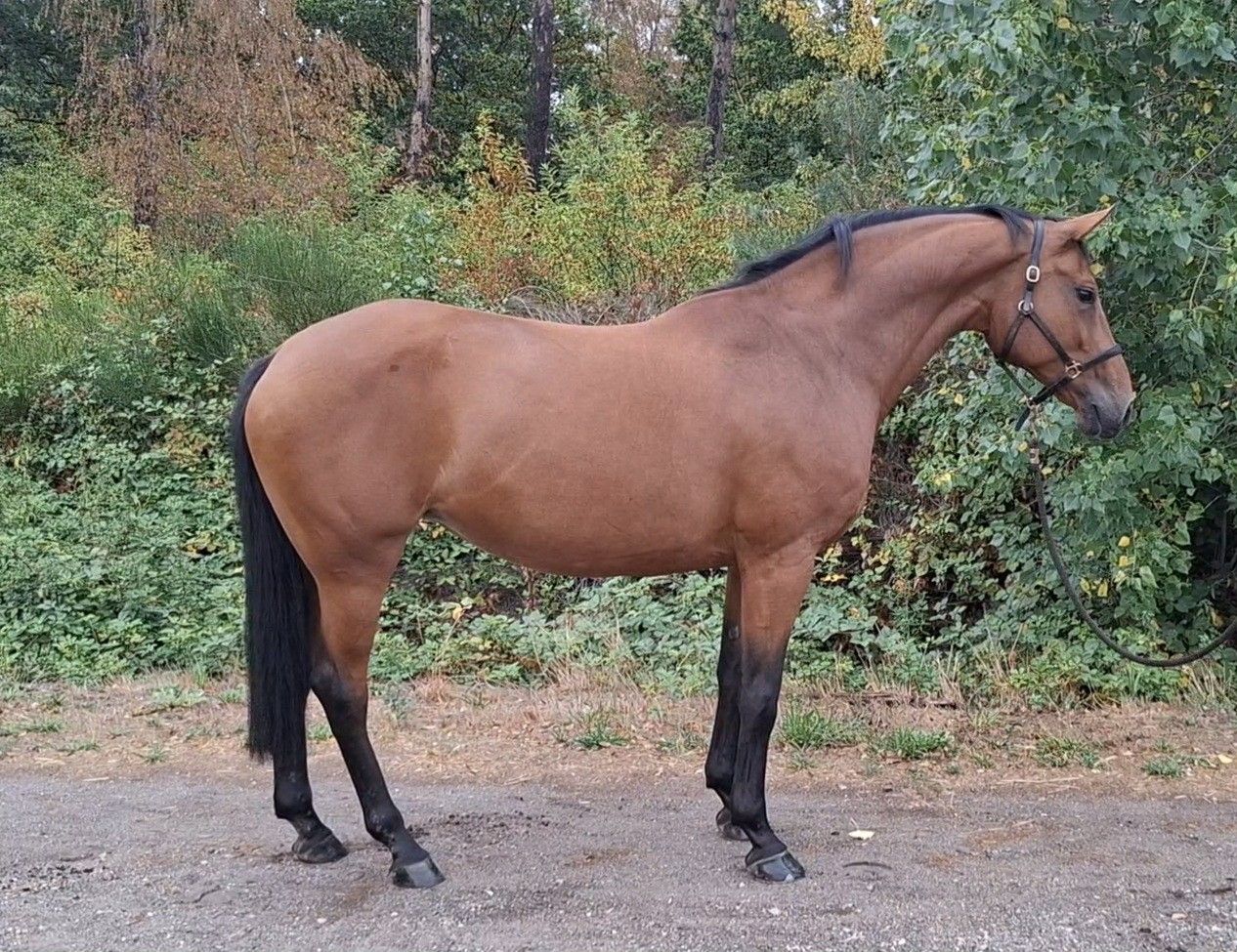 bwp springpaard merrie 9 años bruin en venta - Foto 2