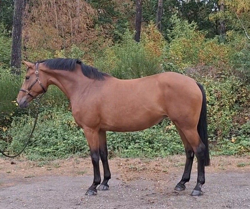 bwp springpaard merrie 9 años bruin en venta - Foto 3