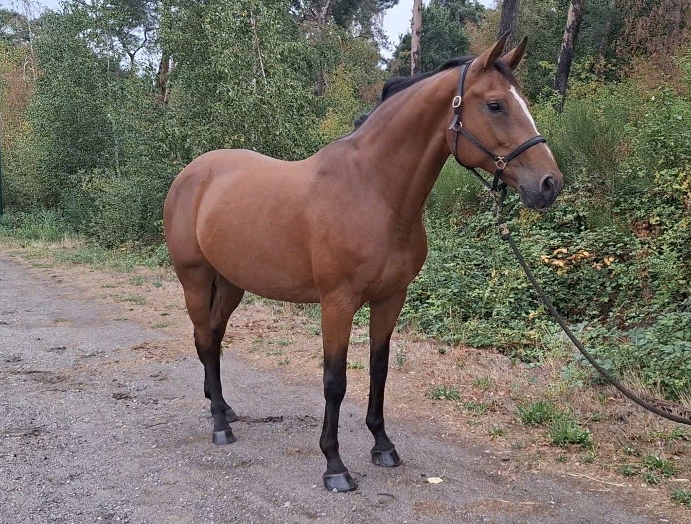bwp springpaard merrie 9 años bruin en venta - Foto 4