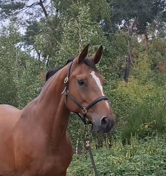 bwp springpaard merrie 9 años bruin en venta - Foto 5