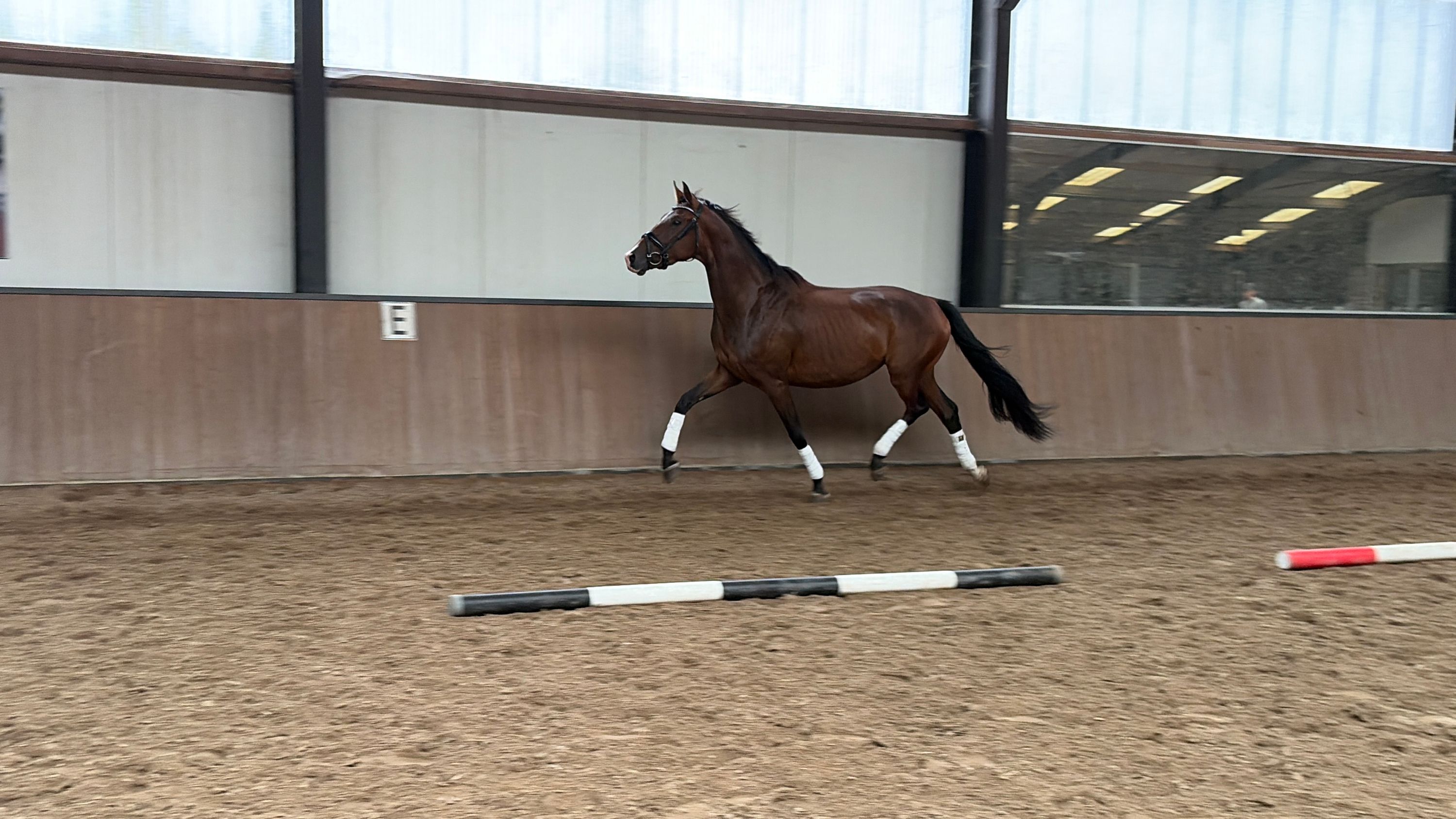 kwpn dressuurpaard merrie 3 岁 donkerbruin 出售 - 照片 3