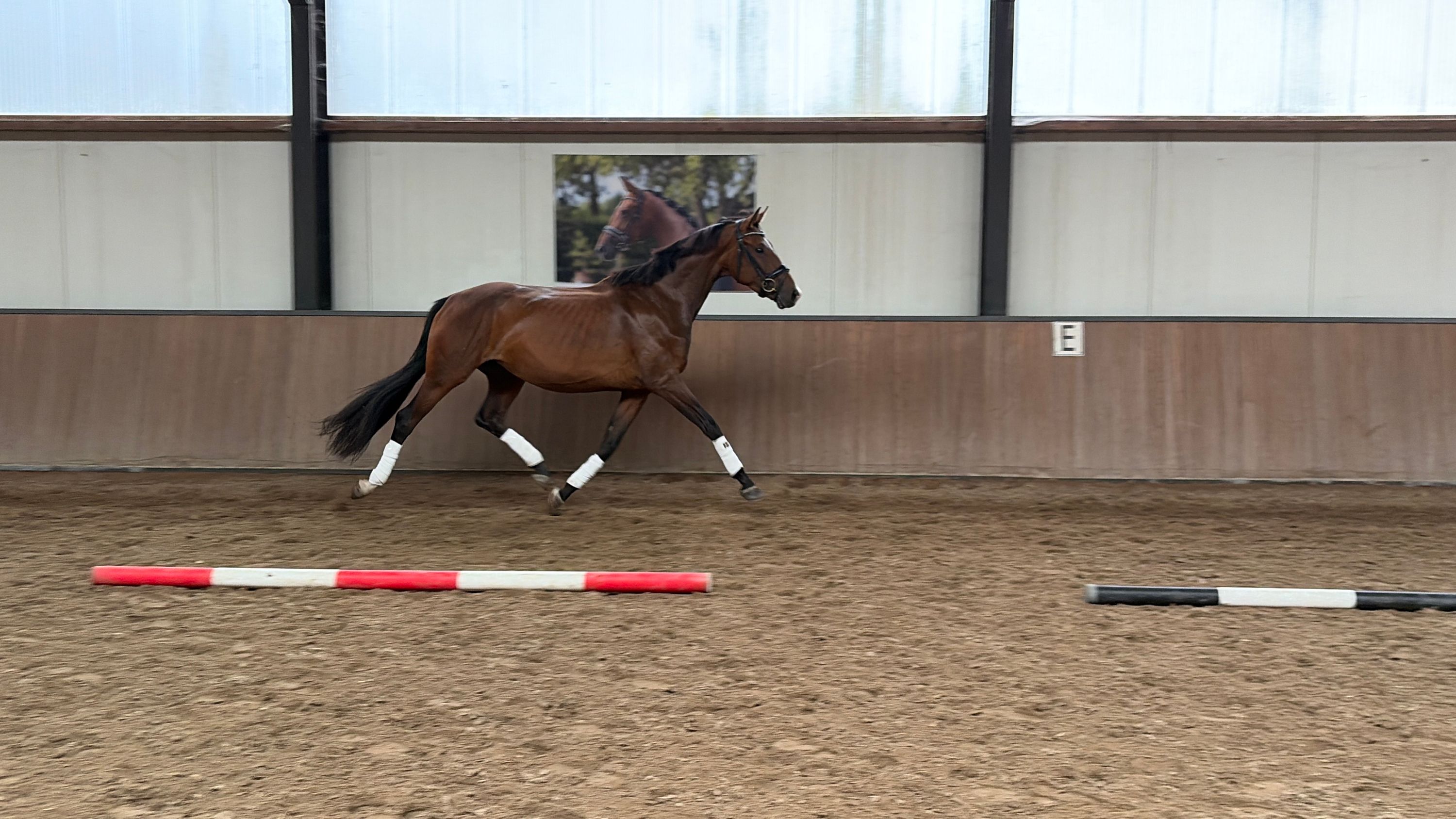 kwpn dressuurpaard merrie 3 岁 donkerbruin 出售 - 照片 5