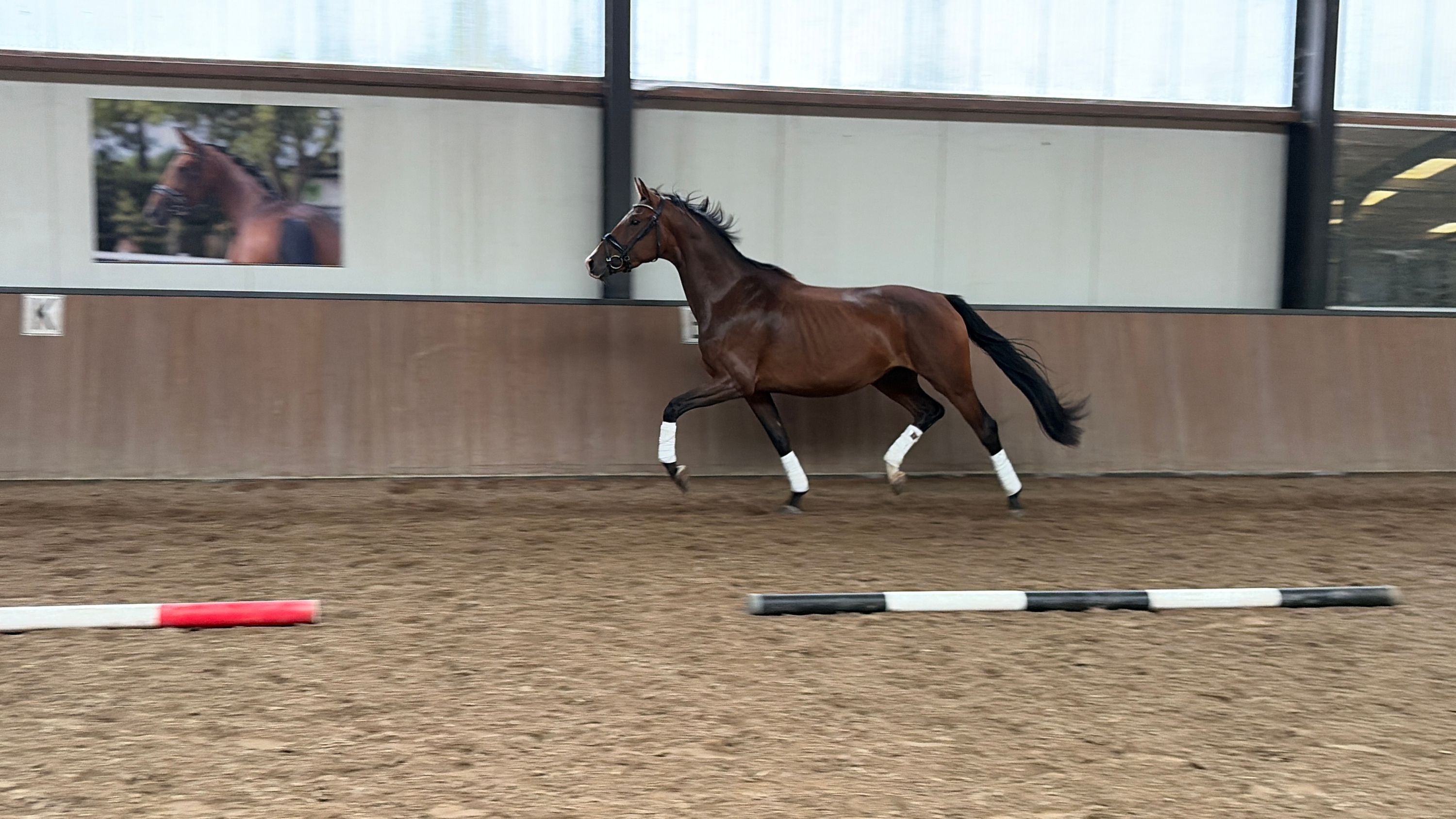 kwpn dressuurpaard merrie 3 岁 donkerbruin 出售 - 照片 2