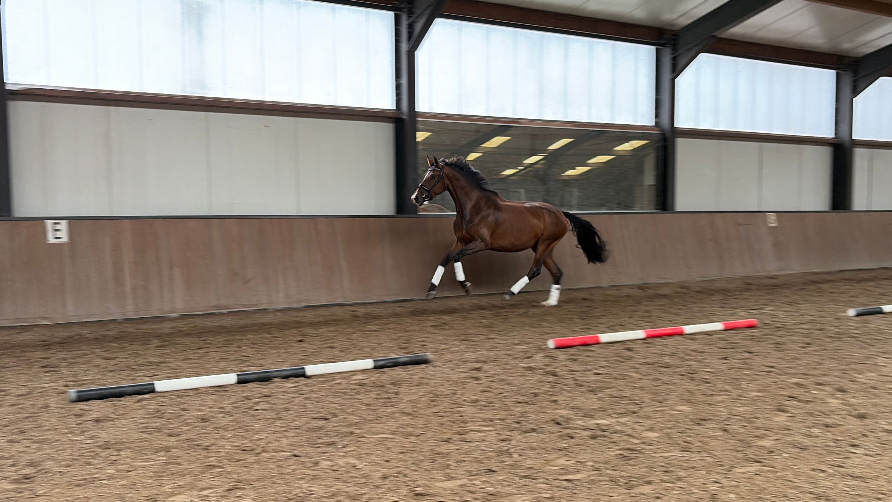 kwpn dressuurpaard merrie 3 岁 donkerbruin 出售 - 照片 4