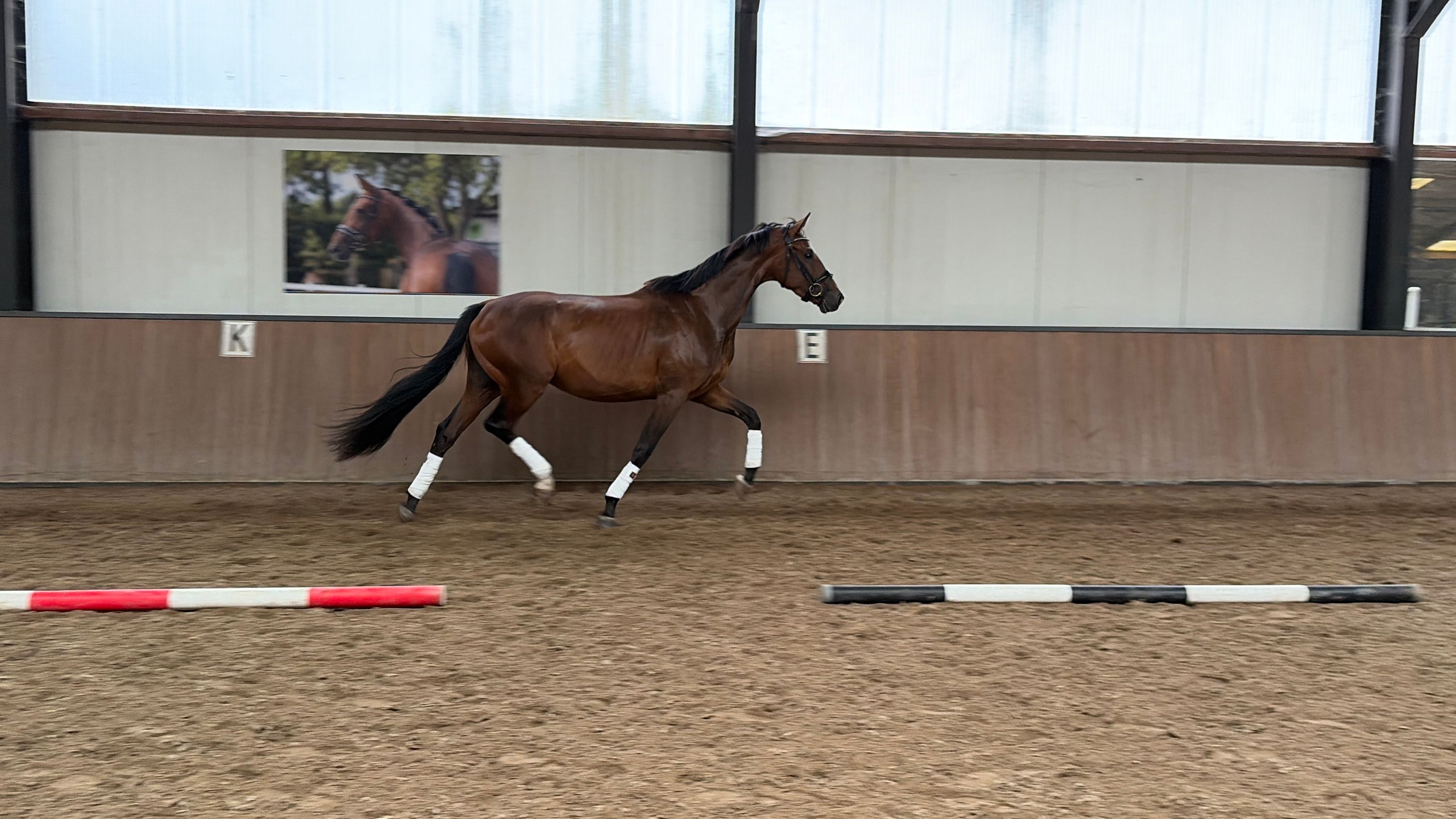 kwpn dressuurpaard merrie 3 岁 donkerbruin 出售 - 照片 6