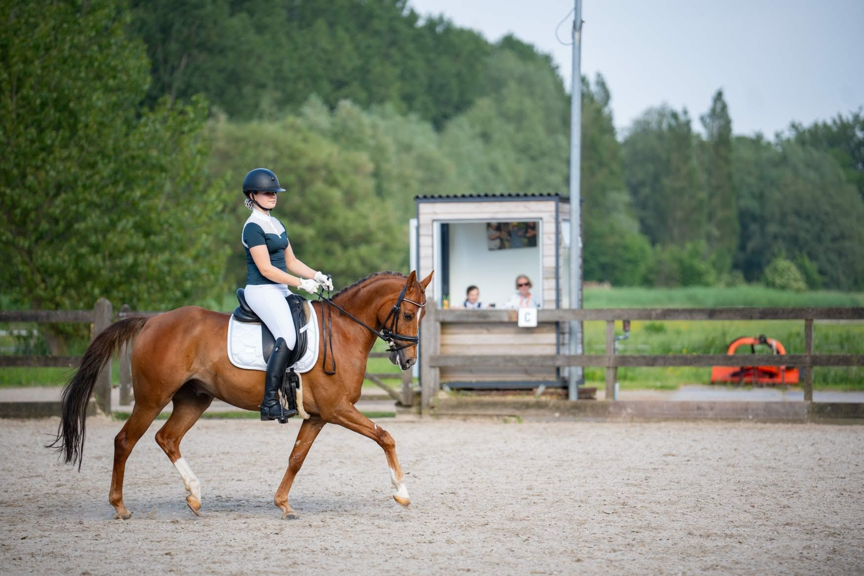 welsh dressuurpony ruin 9 år vos till salu - Foto 2