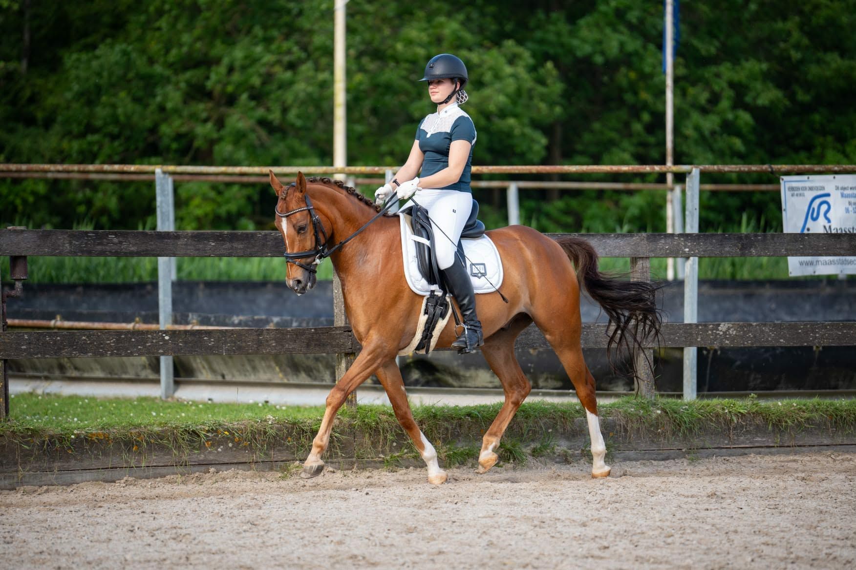 welsh dressuurpony ruin 9 år vos till salu - Foto 3