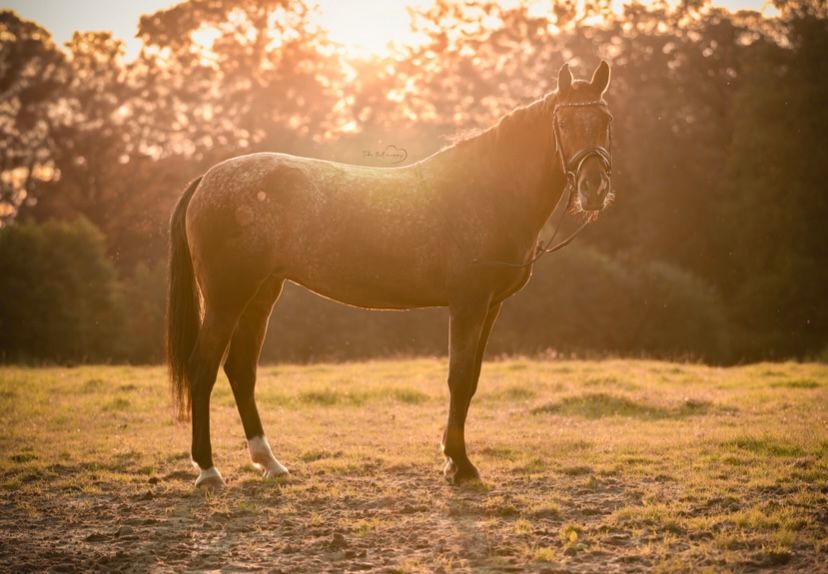 Kuc D Appaloosa na sprzedaż