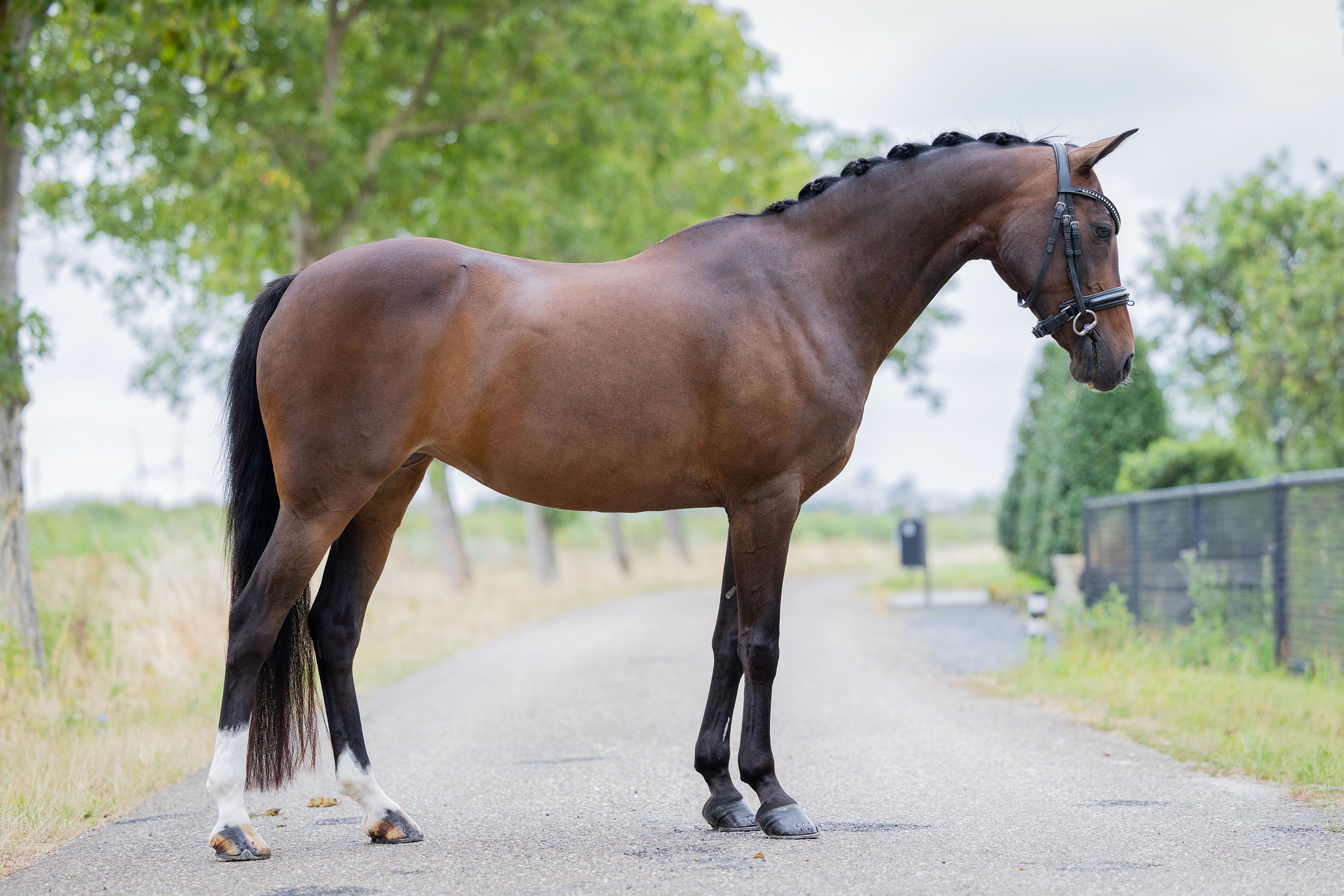 allround-pony merrie 14 vuotta bruin myytävänä - Kuva 4
