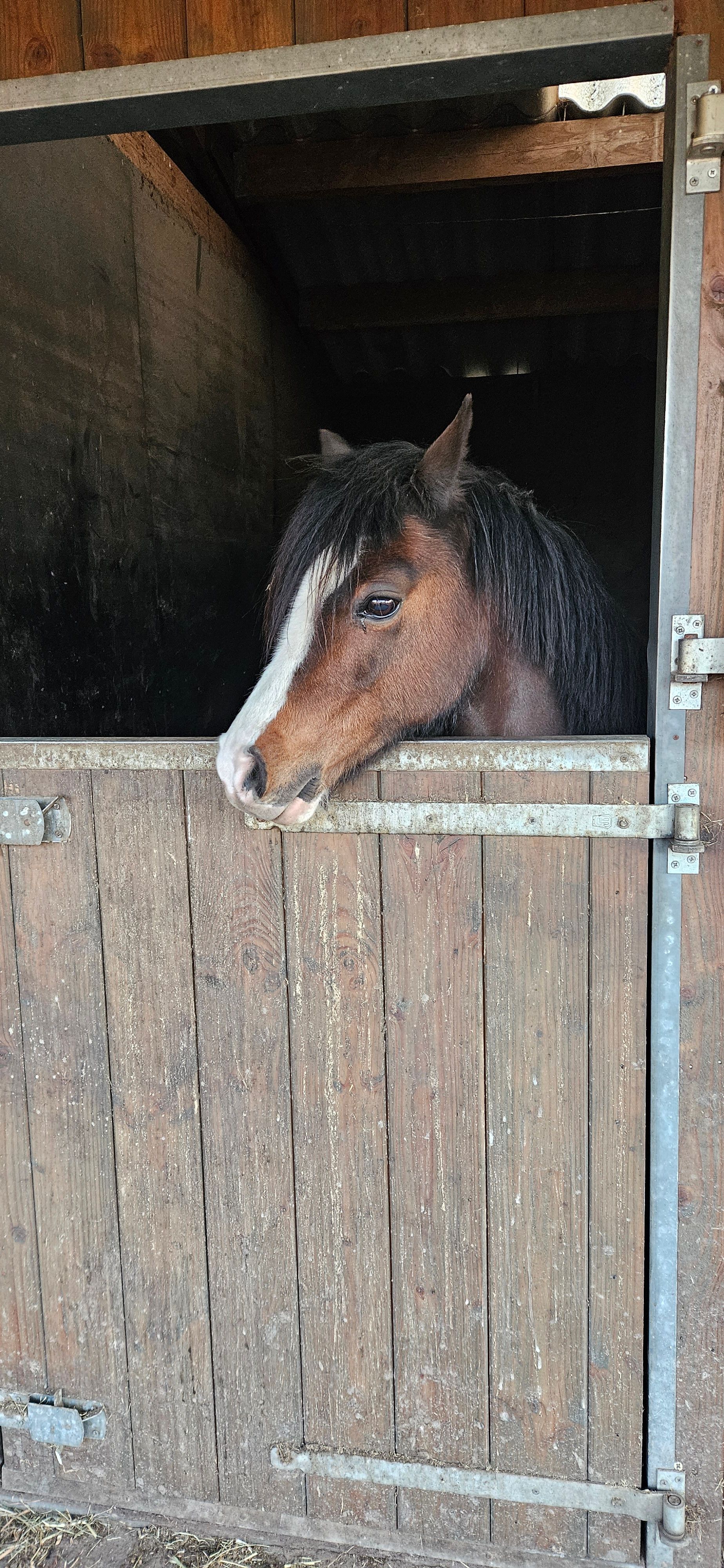Allround B-poni