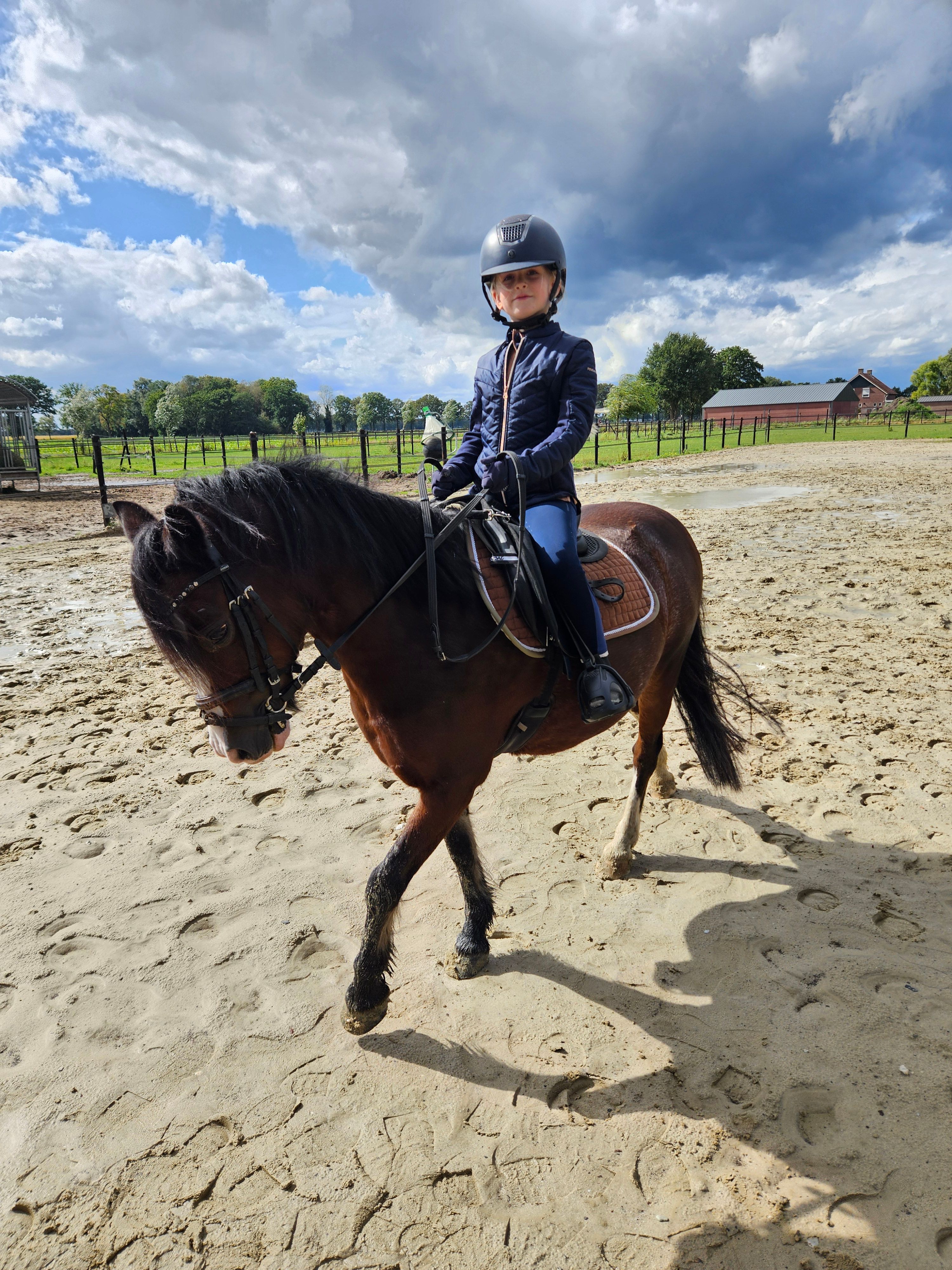 welsh allround-pony merrie 15 vuotta donkerbruin myytävänä - Kuva 2