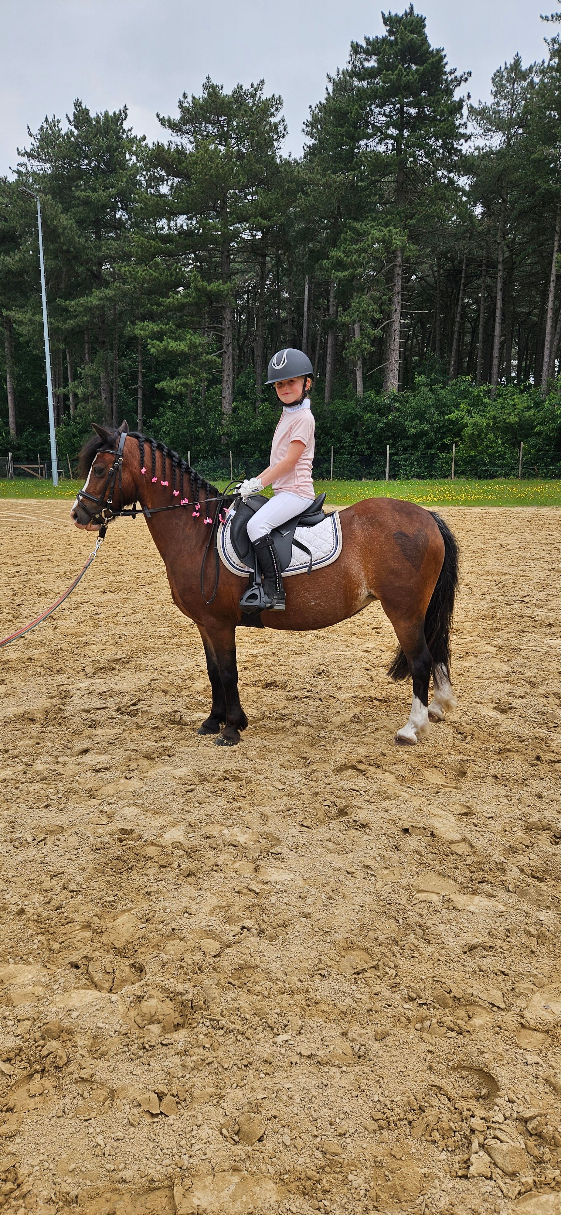 welsh allround-pony merrie 15 vuotta donkerbruin myytävänä - Kuva 3