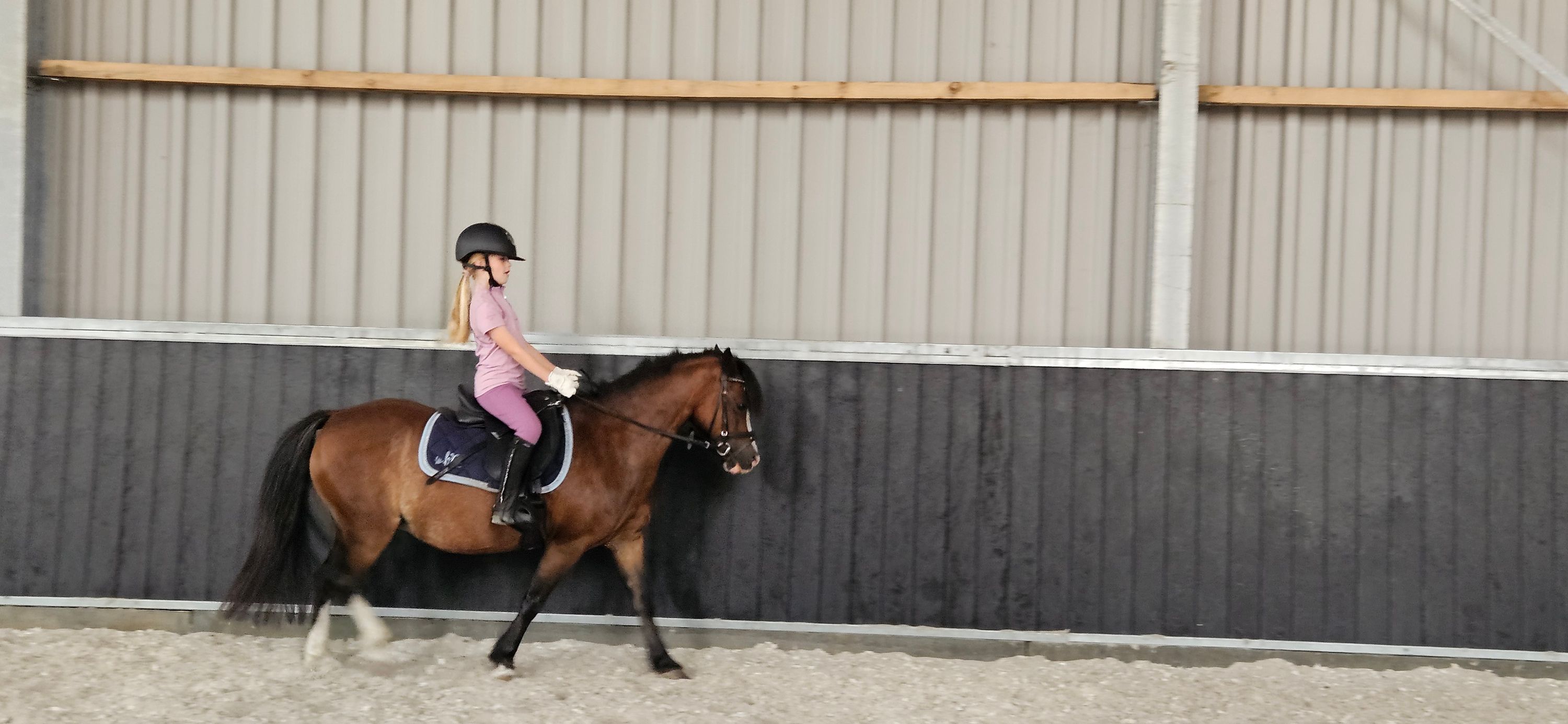 welsh allround-pony merrie 15 vuotta donkerbruin myytävänä - Kuva 4