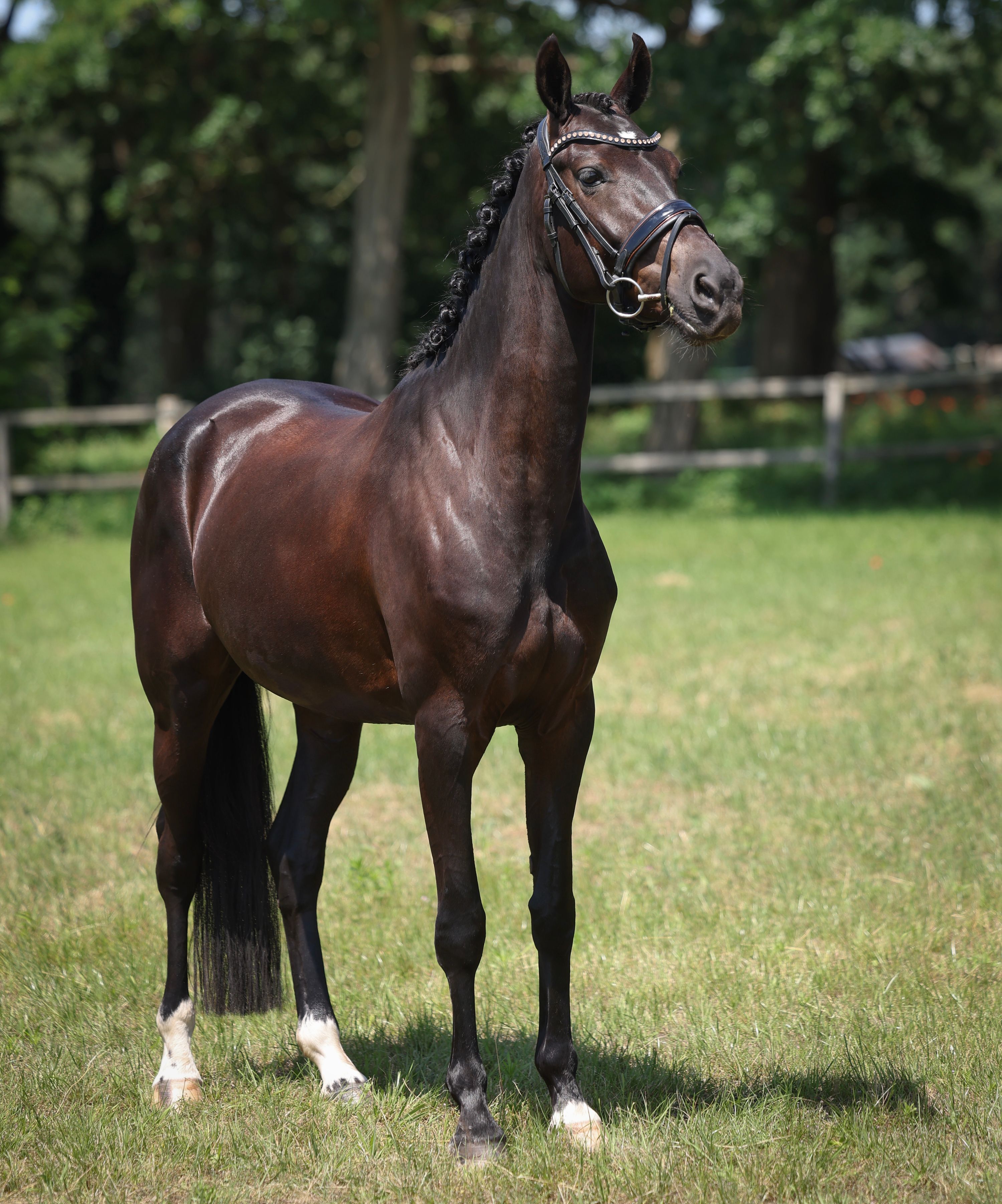 kwpn dressuurpony merrie 5 år zwart till salu - Foto 2