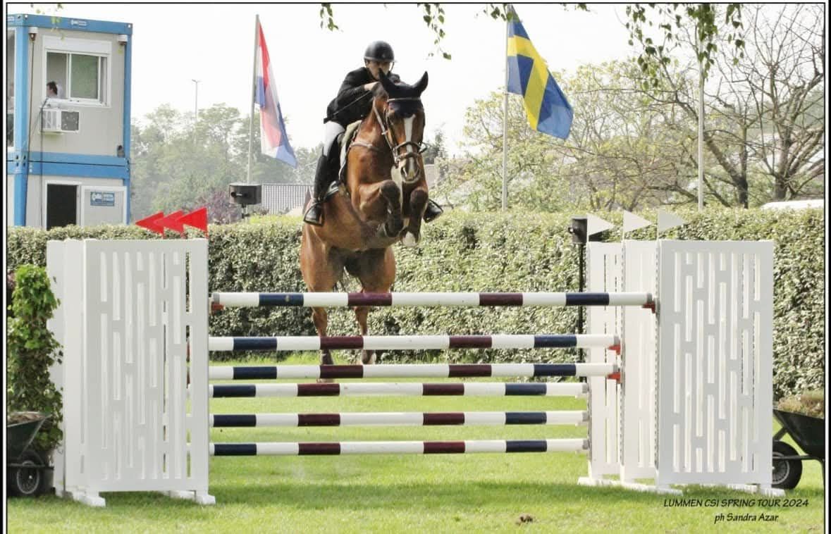 bwp springpaard ruin 14 years old bruin for sale - Photo 2