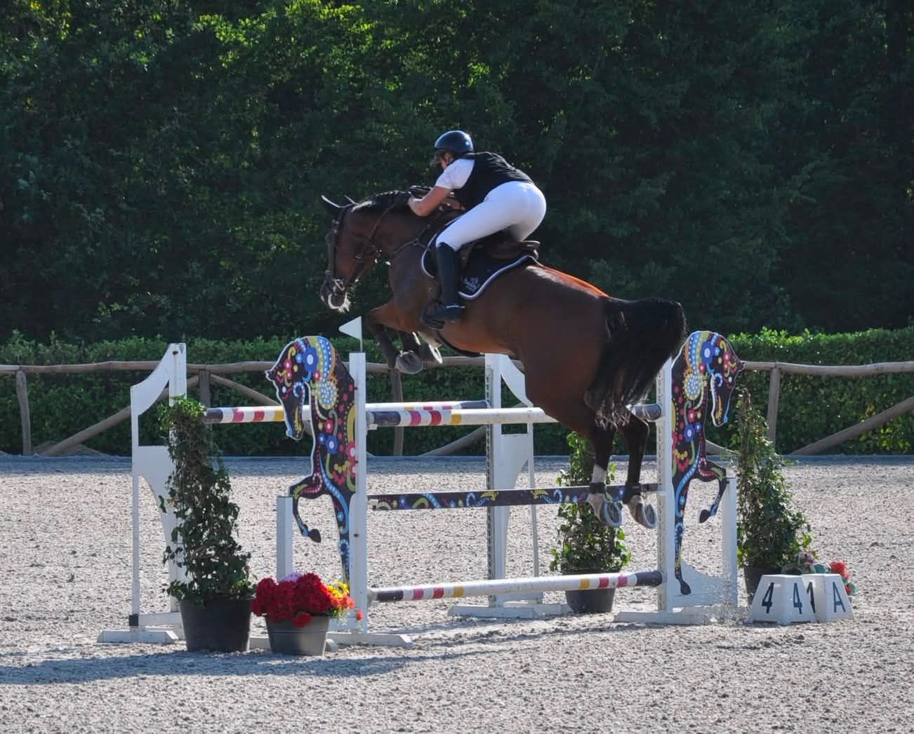 bwp springpaard ruin 14 years old bruin for sale - Photo 4