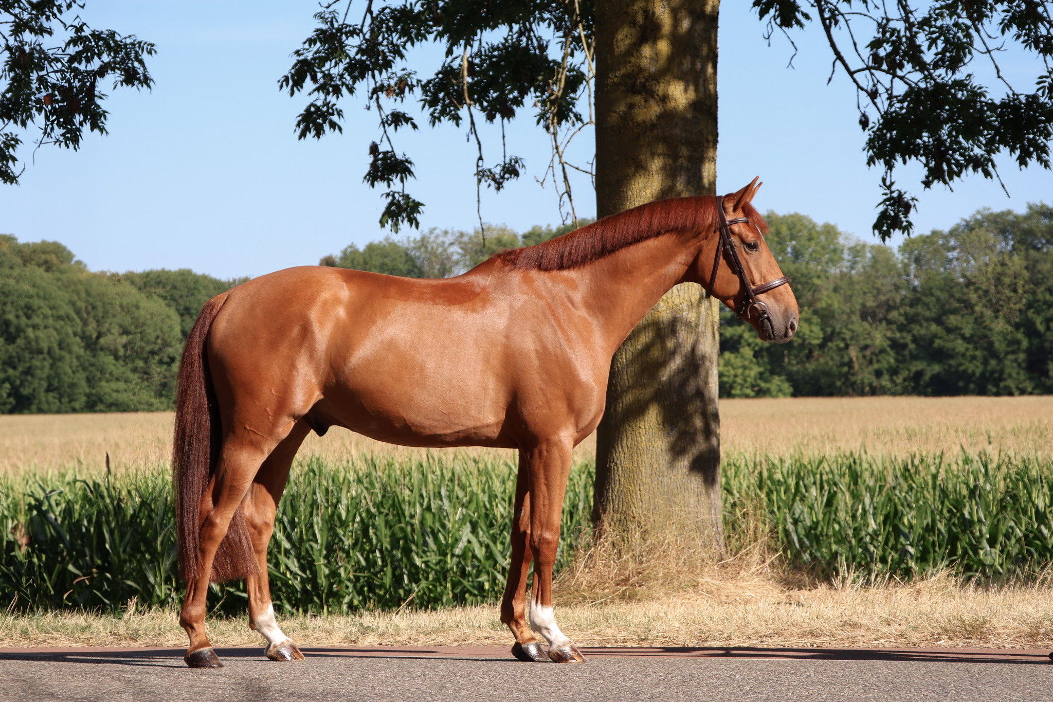 Veelbelovende 4-jr ruin (1.63m) |Bewezen sportstam |Talentvol & Easy to ride