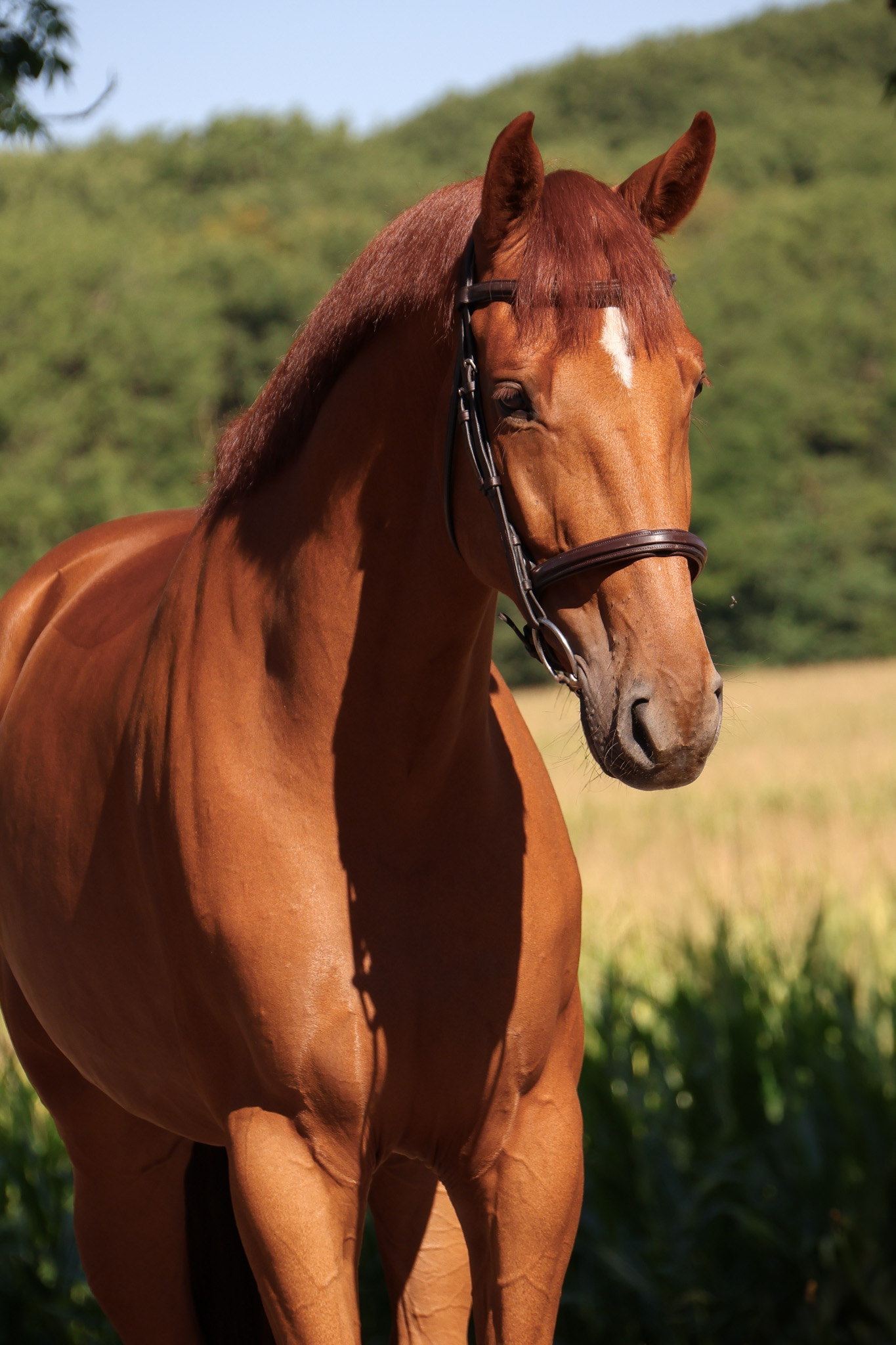 kwpn springpaard ruin 4 år vos till salu - Foto 2