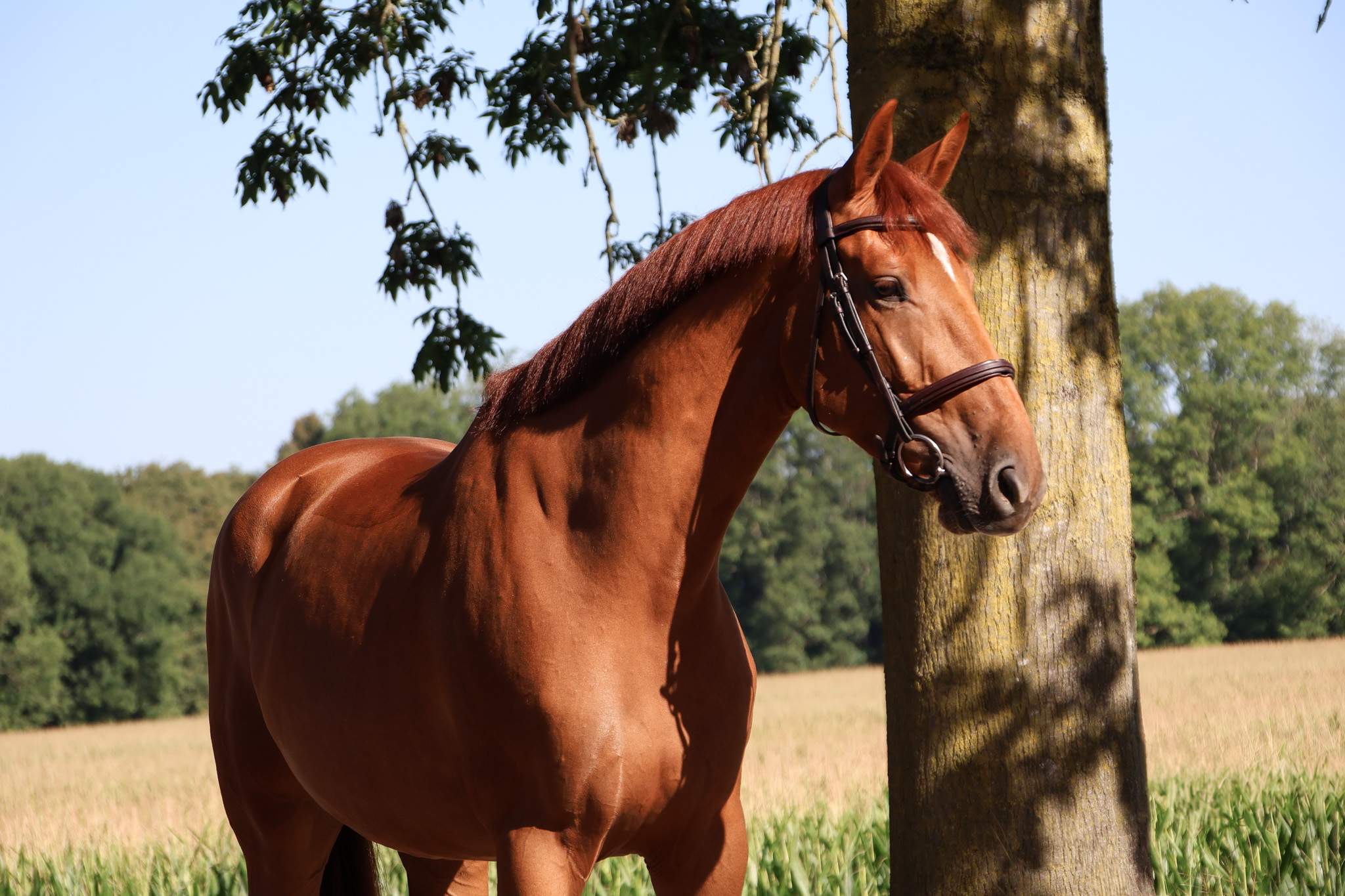 kwpn springpaard ruin 4 år vos till salu - Foto 3
