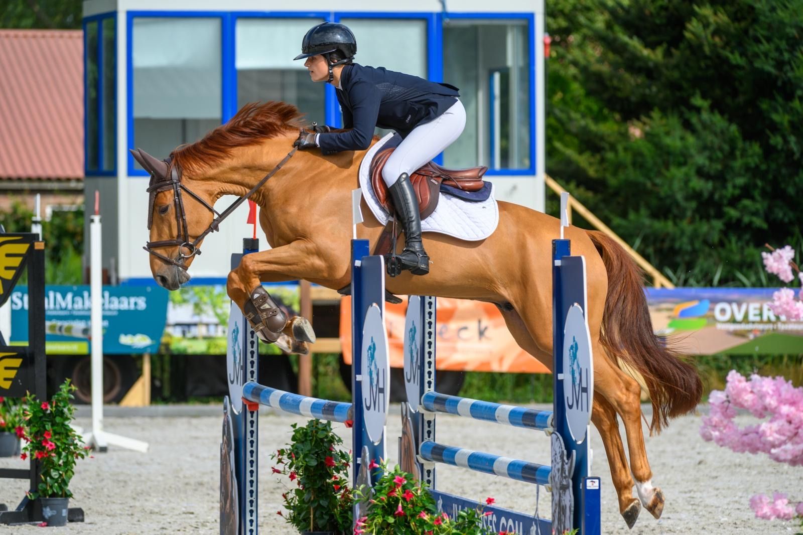 kwpn springpaard ruin 4 år vos till salu - Foto 4
