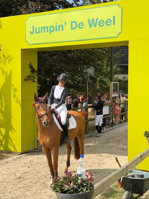 kwpn springpaard ruin 4 år vos till salu - Foto 5