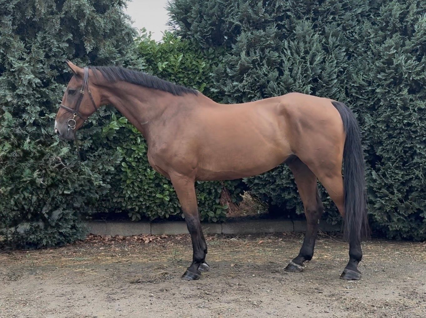 irish-sport-horse jachtpaard ruin 11 years old bruin for sale - Photo 6