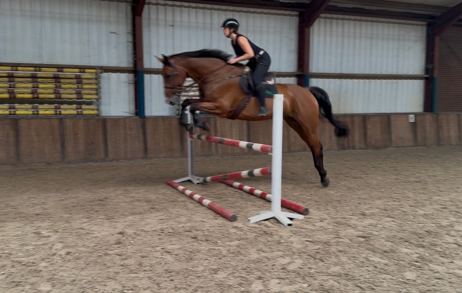 irish-sport-horse jachtpaard ruin 11 years old bruin for sale - Photo 3