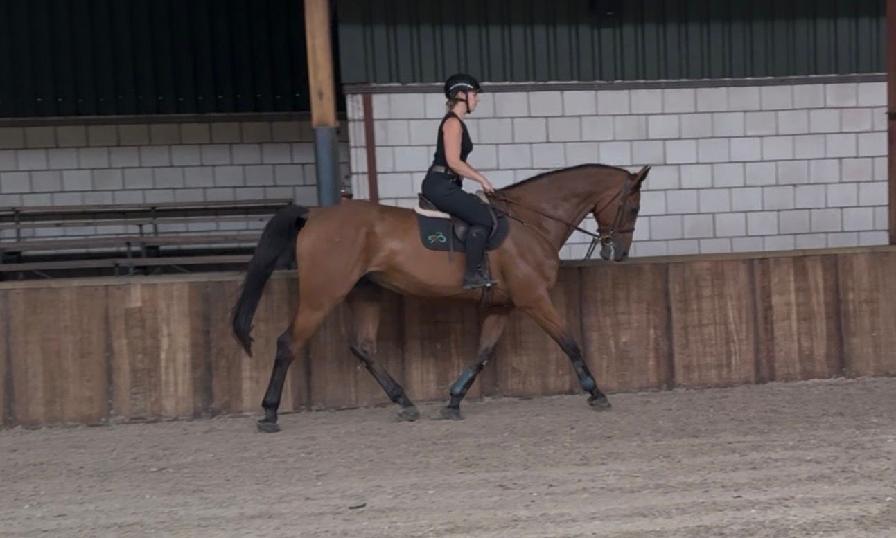 irish-sport-horse jachtpaard ruin 11 years old bruin for sale - Photo 4