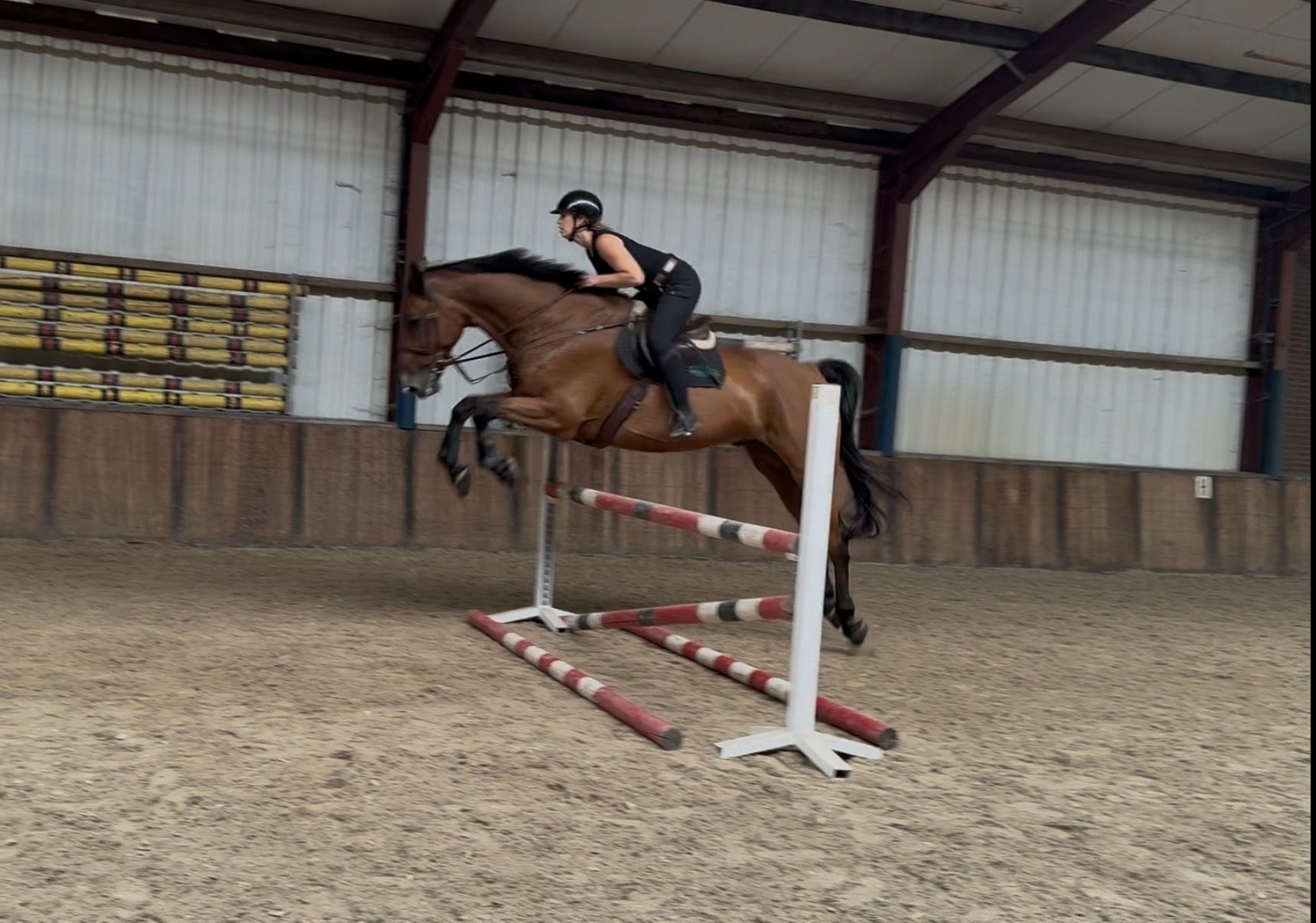 irish-sport-horse jachtpaard ruin 11 years old bruin for sale - Photo 5